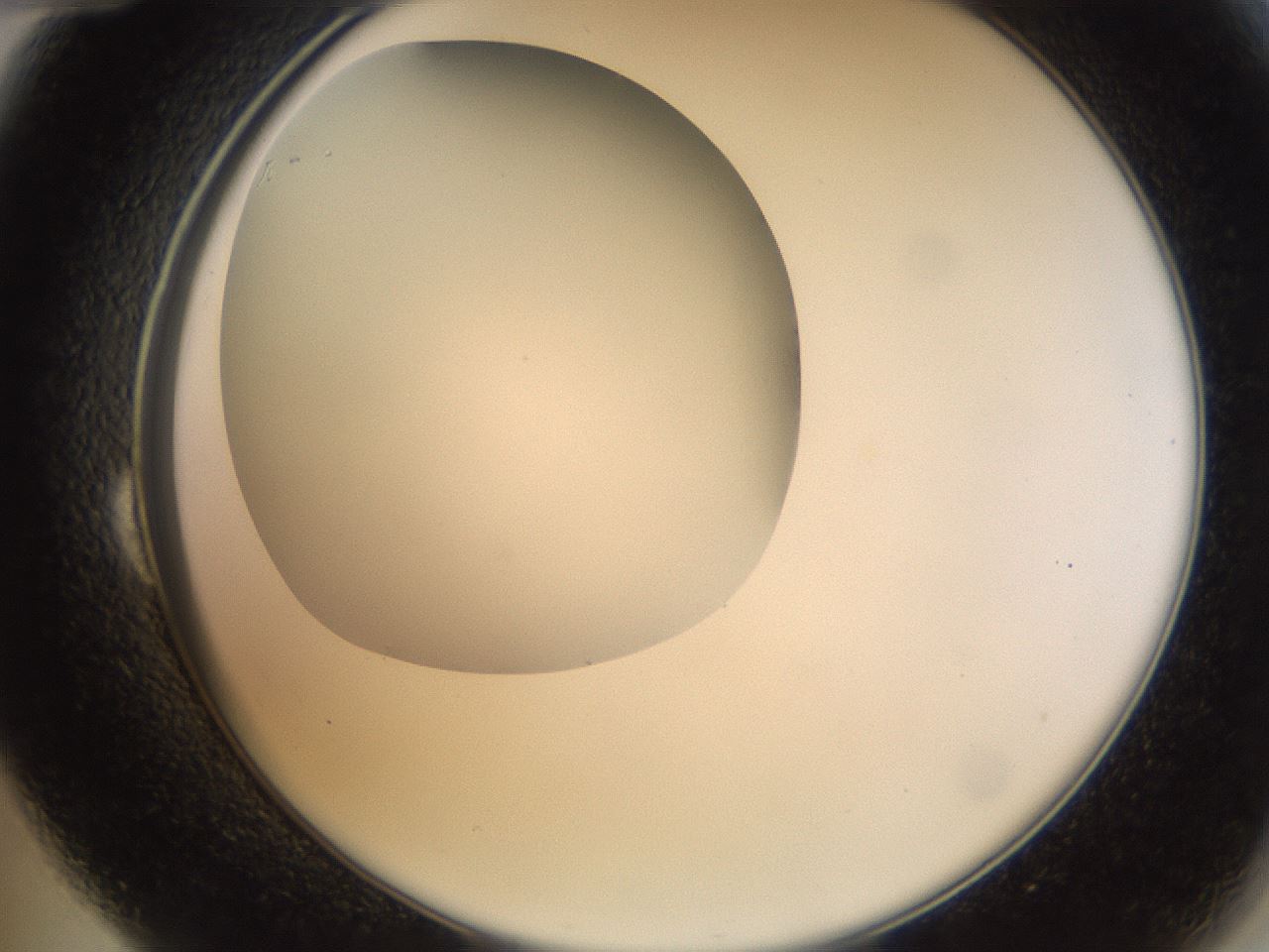 folderID38_plateID1038_batchID2105_wellNum24_profileID1_d2_r46391_ef.jpg