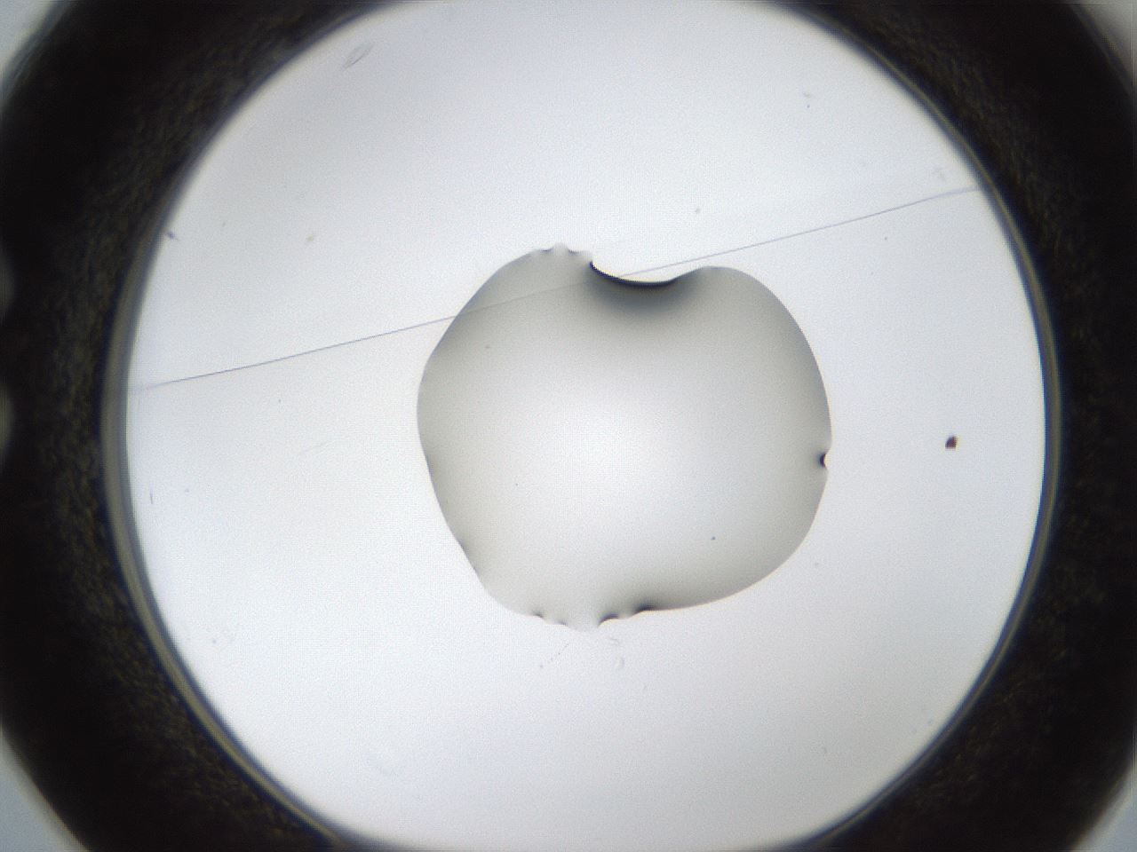 folderID38_plateID1038_batchID2105_wellNum25_profileID1_d1_r46392_ef.jpg