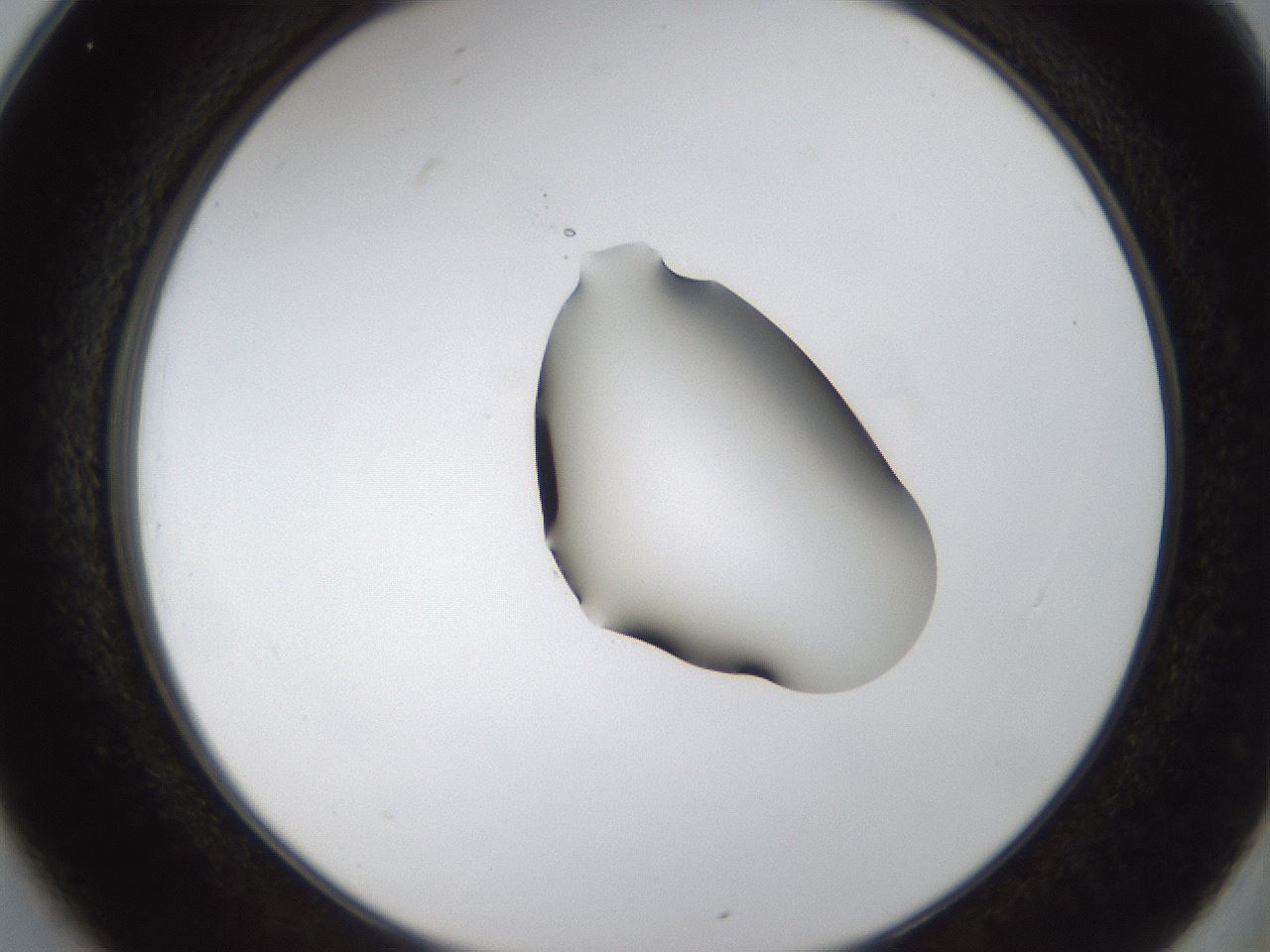 folderID38_plateID1038_batchID2105_wellNum25_profileID1_d2_r46393_ef.jpg