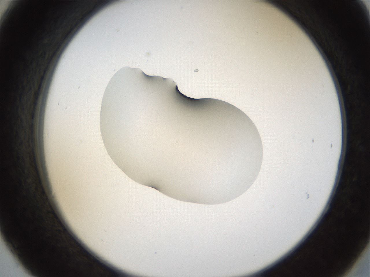 folderID38_plateID1038_batchID2105_wellNum30_profileID1_d2_r46403_ef.jpg