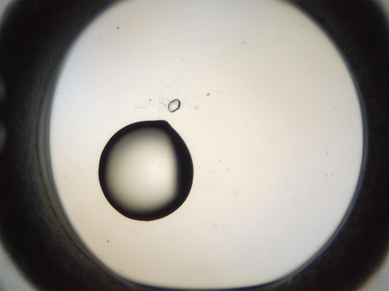 folderID38_plateID1038_batchID2105_wellNum33_profileID1_d1_r46408_ef.jpg