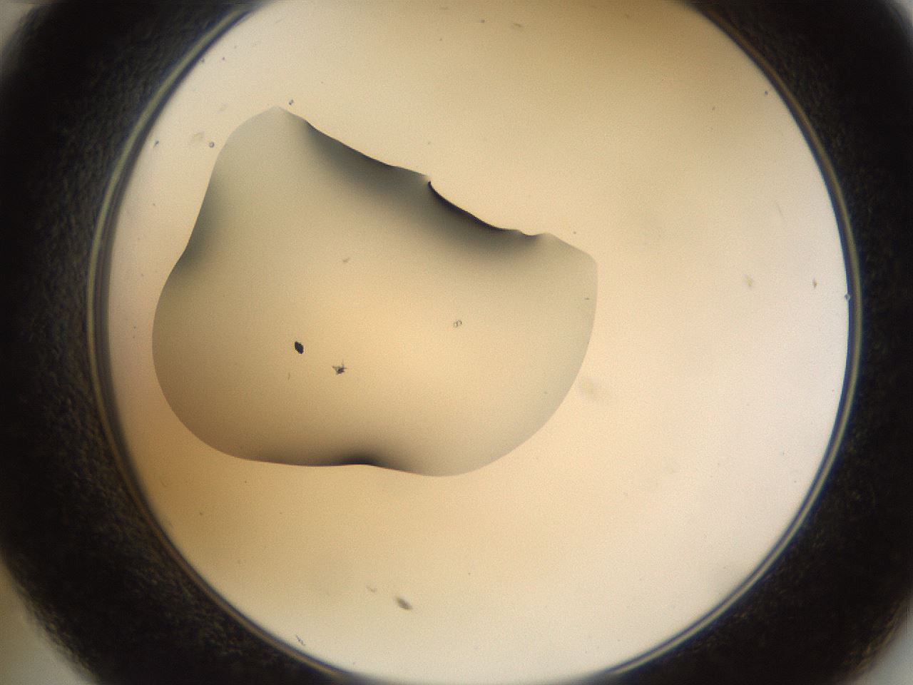 folderID38_plateID1038_batchID2105_wellNum35_profileID1_d2_r46413_ef.jpg
