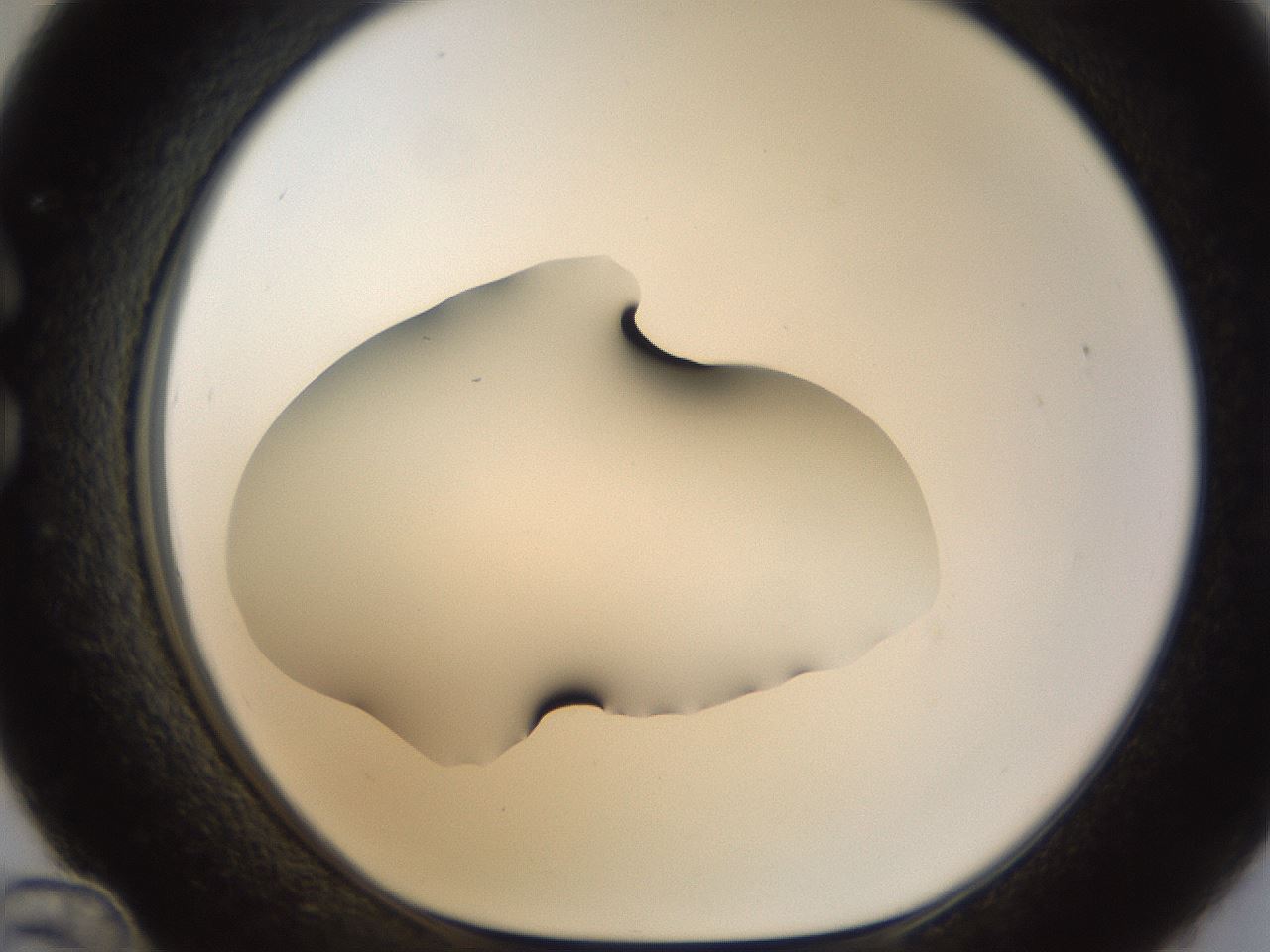 folderID38_plateID1038_batchID2105_wellNum36_profileID1_d1_r46414_ef.jpg
