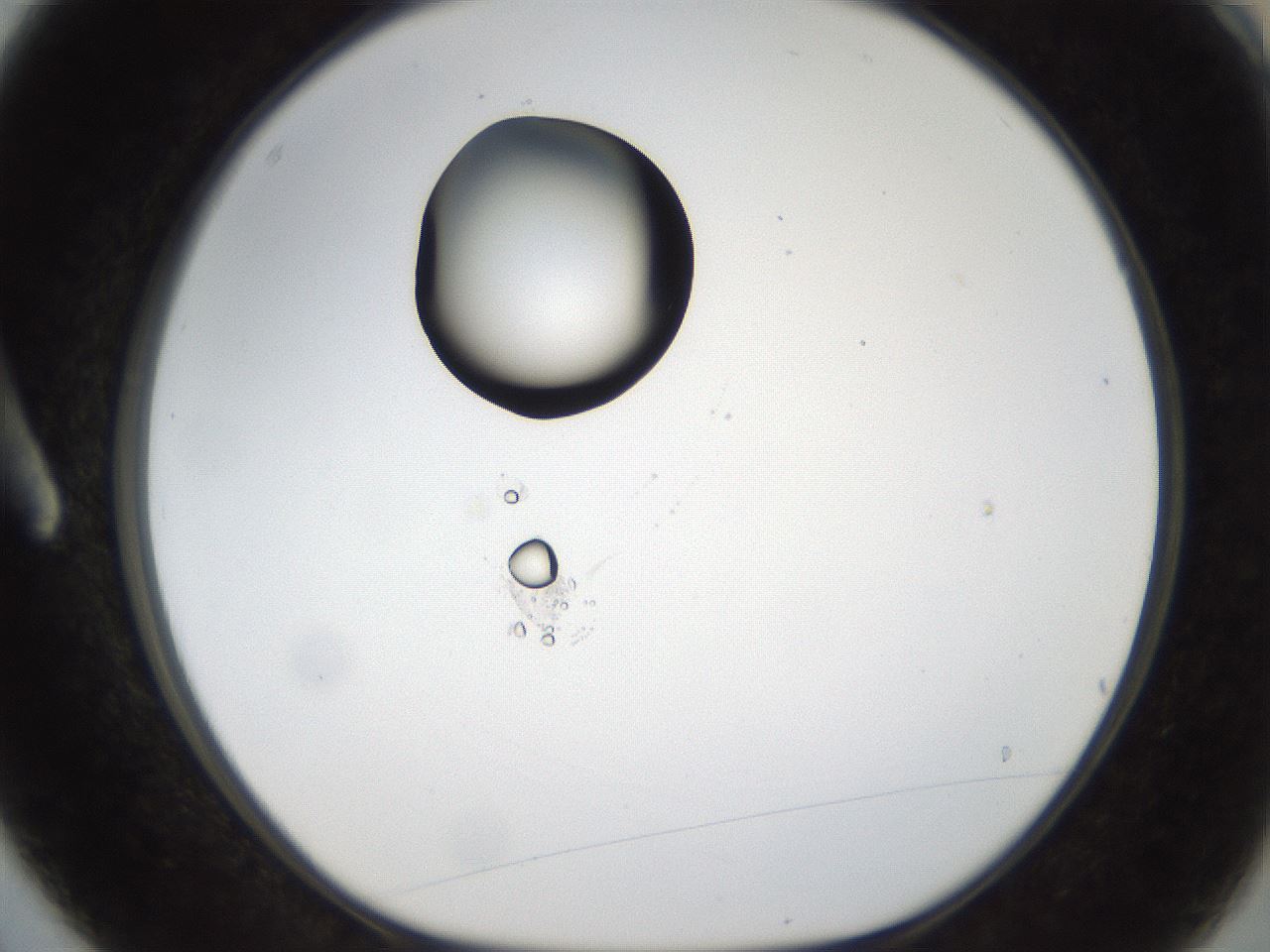 folderID38_plateID1038_batchID2105_wellNum3_profileID1_d1_r46348_ef.jpg
