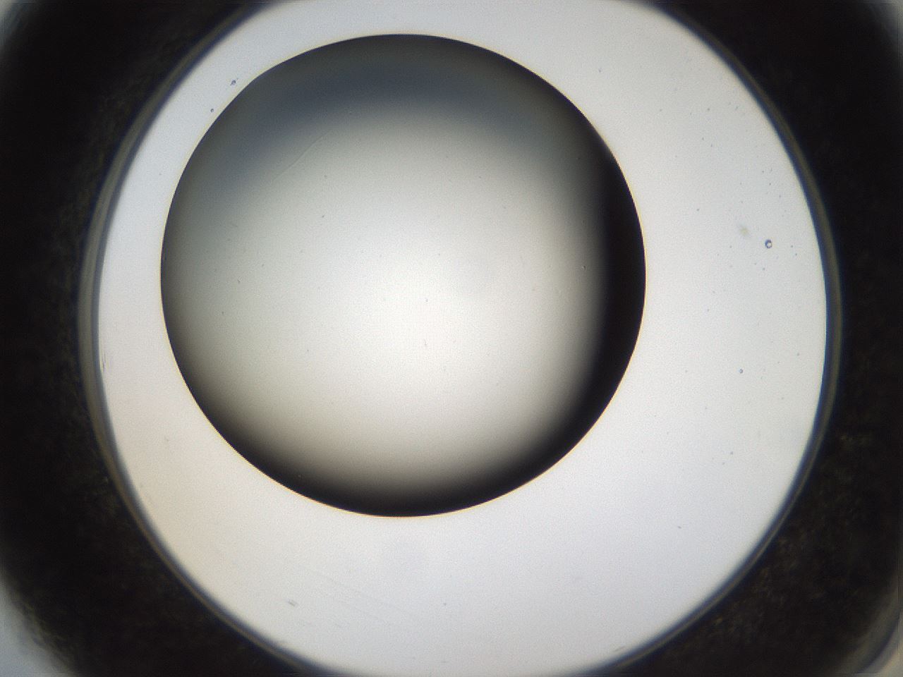 folderID38_plateID1038_batchID2105_wellNum3_profileID1_d2_r46349_ef.jpg