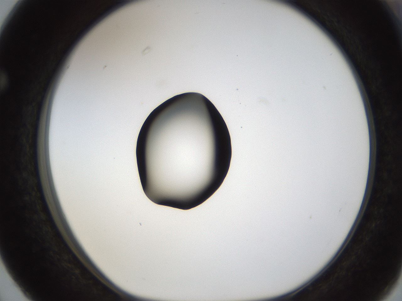 folderID38_plateID1038_batchID2105_wellNum63_profileID1_d1_r46468_ef.jpg