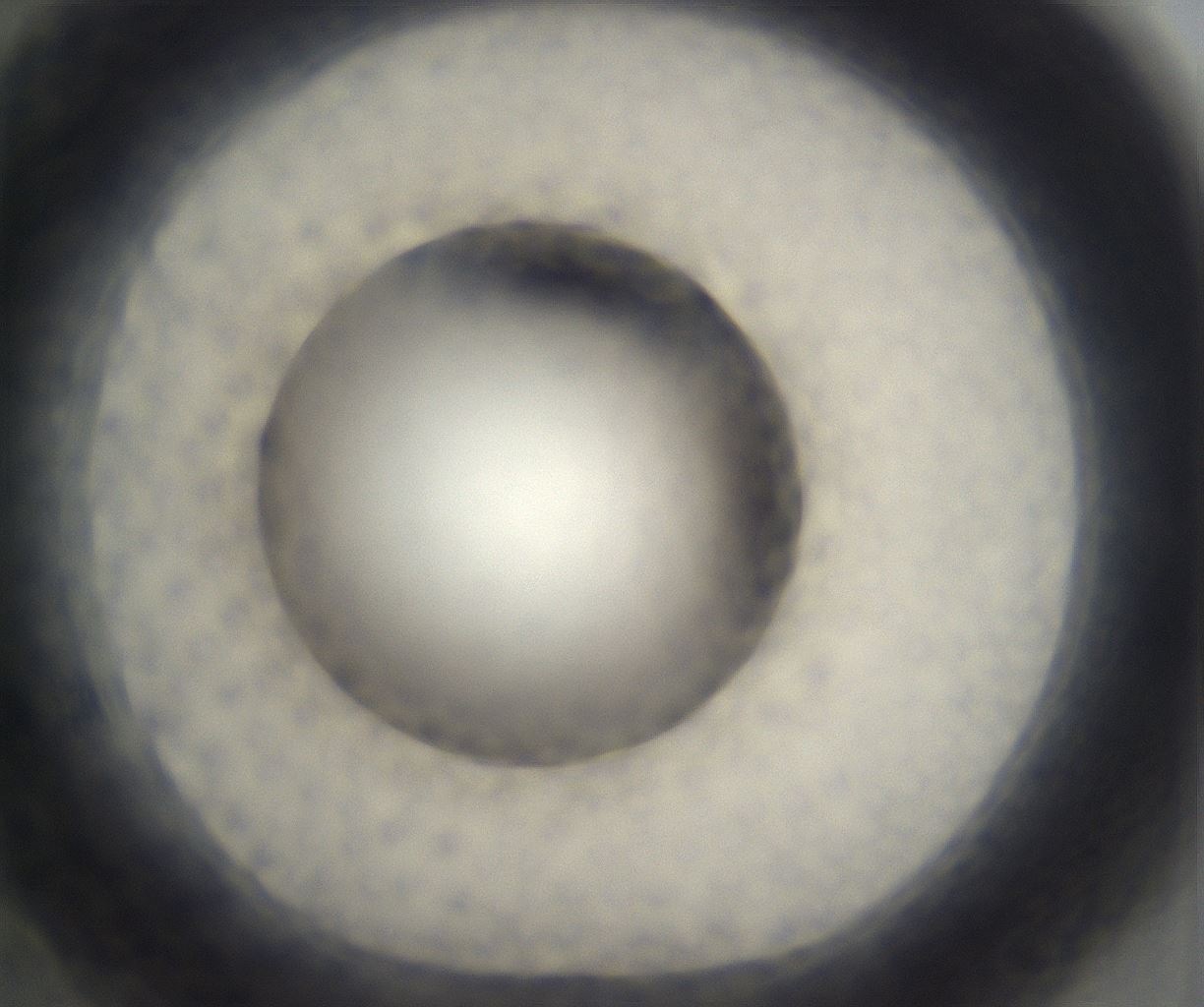 folderID393_plateID2393_batchID11277_wellNum22_profileID1_d1_r177112_ef.jpg