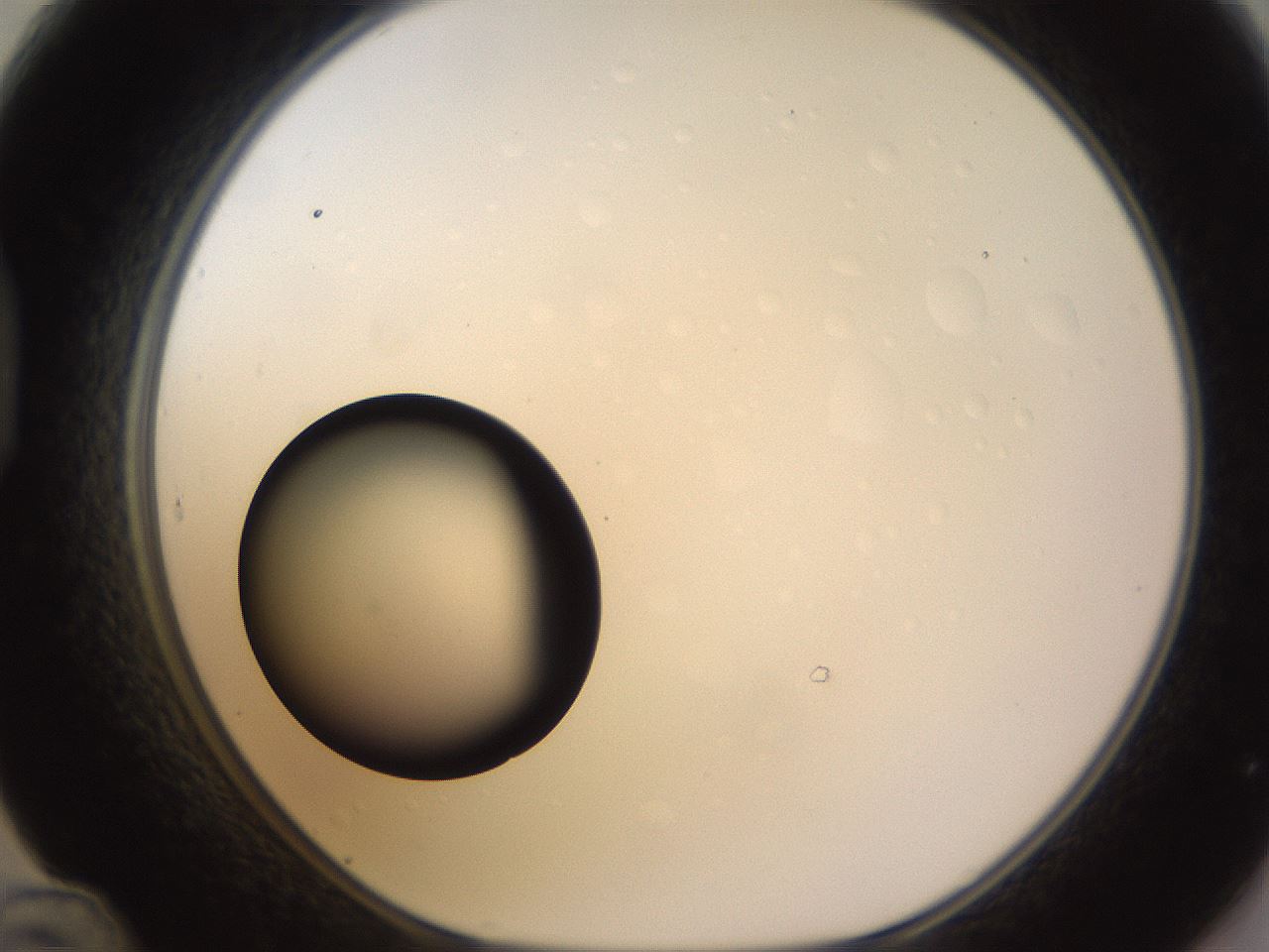 folderID399_plateID1399_batchID5060_wellNum48_profileID1_d1_r85889_ef.jpg