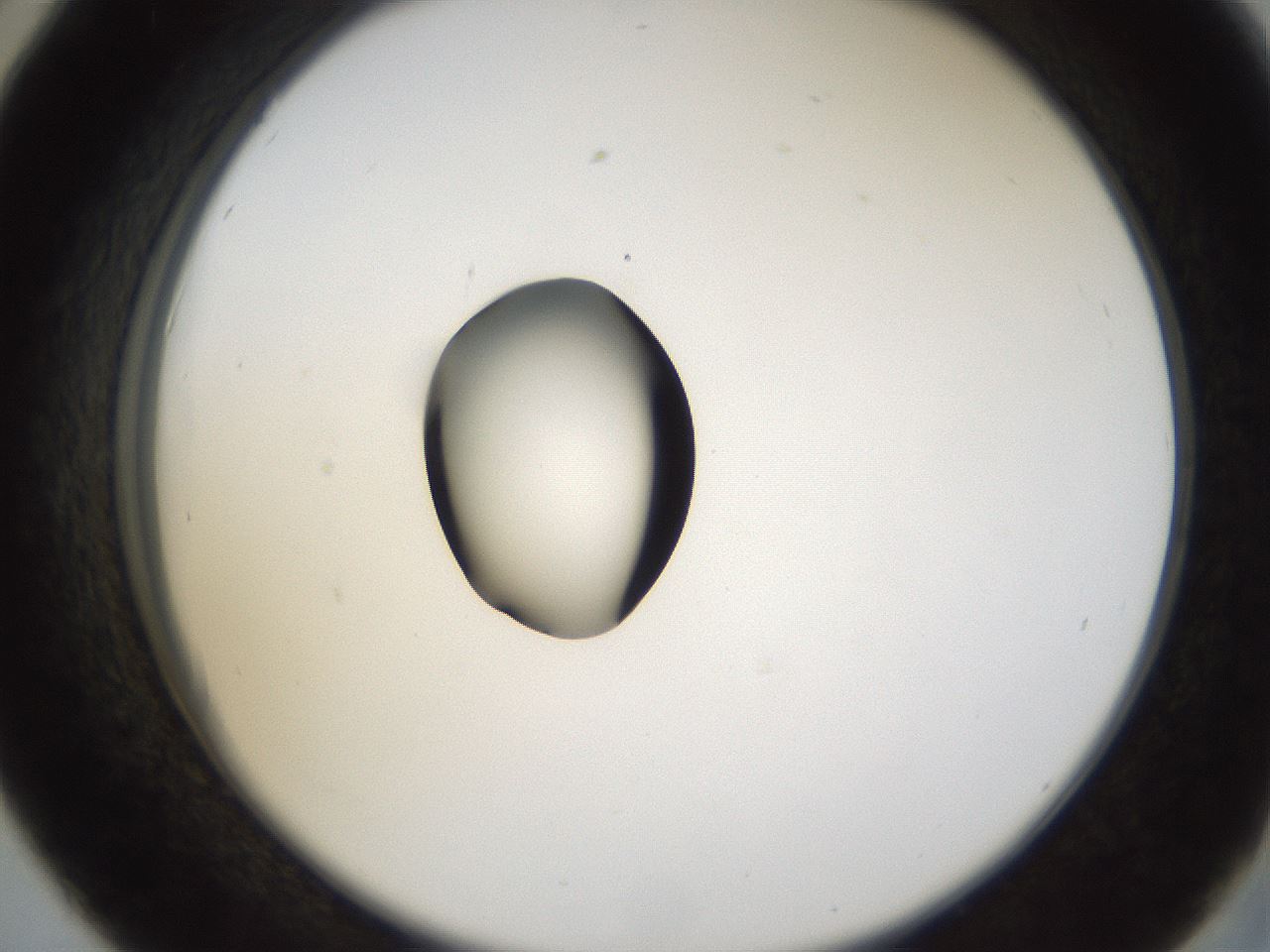 folderID38_plateID1038_batchID2105_wellNum42_profileID1_d2_r46427_ef.jpg