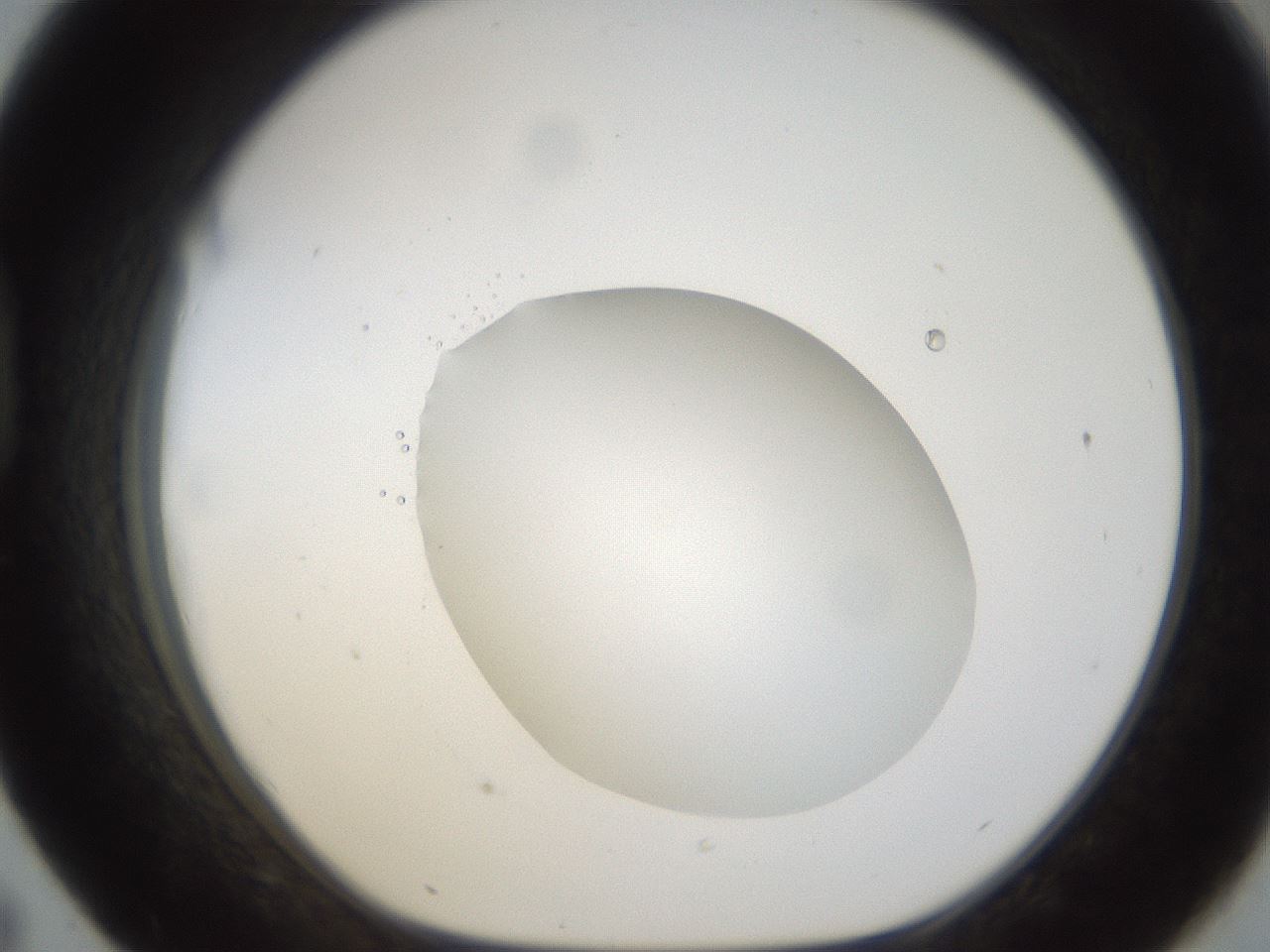 folderID38_plateID1038_batchID2105_wellNum43_profileID1_d1_r46428_ef.jpg