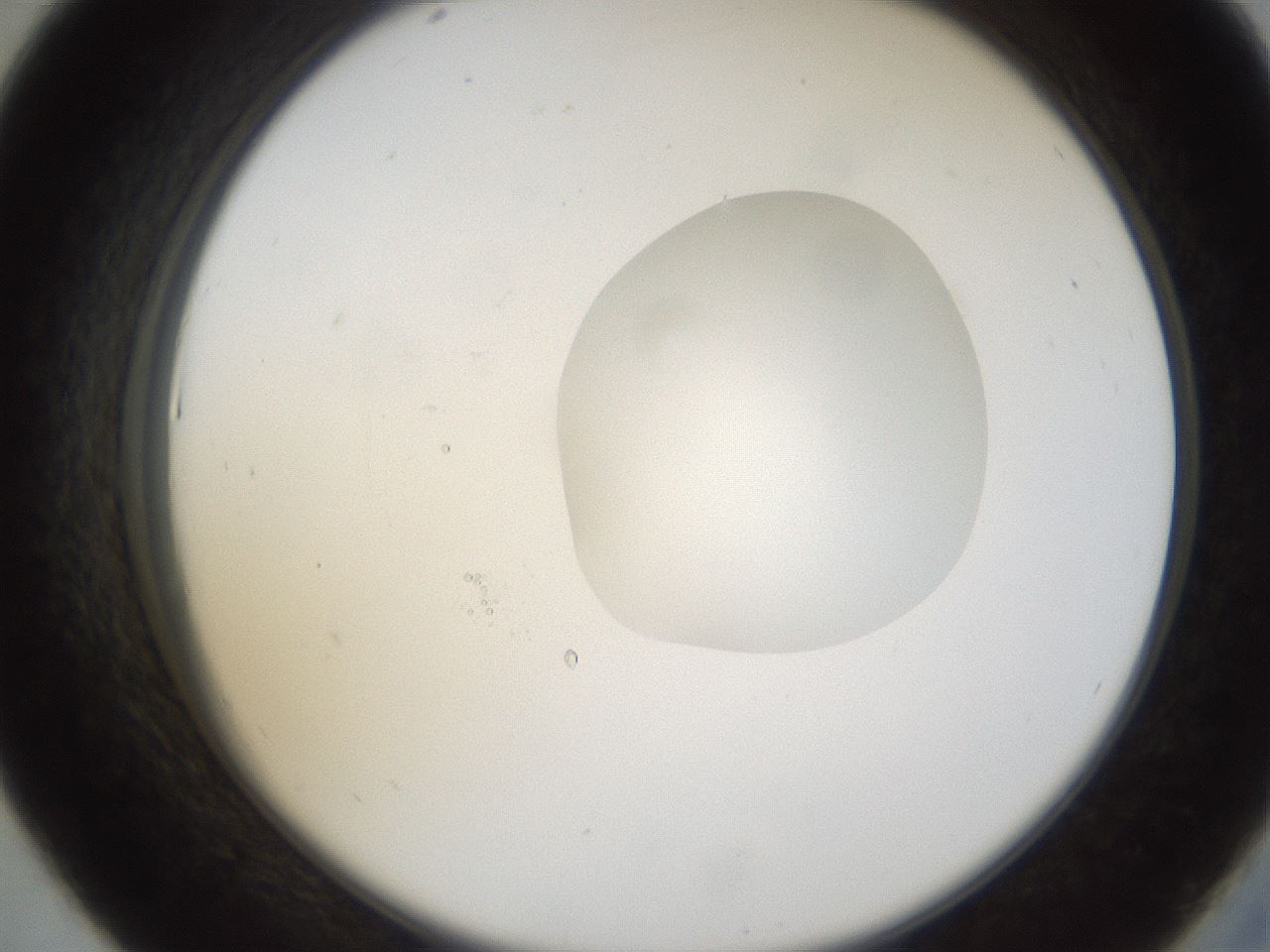 folderID38_plateID1038_batchID2105_wellNum43_profileID1_d2_r46429_ef.jpg