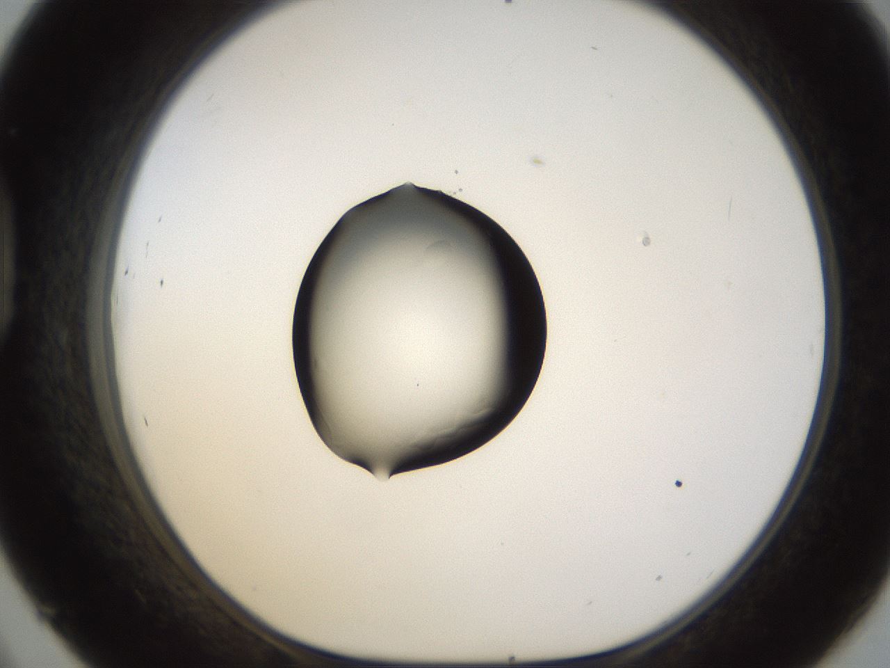 folderID38_plateID1038_batchID2105_wellNum45_profileID1_d1_r46432_ef.jpg