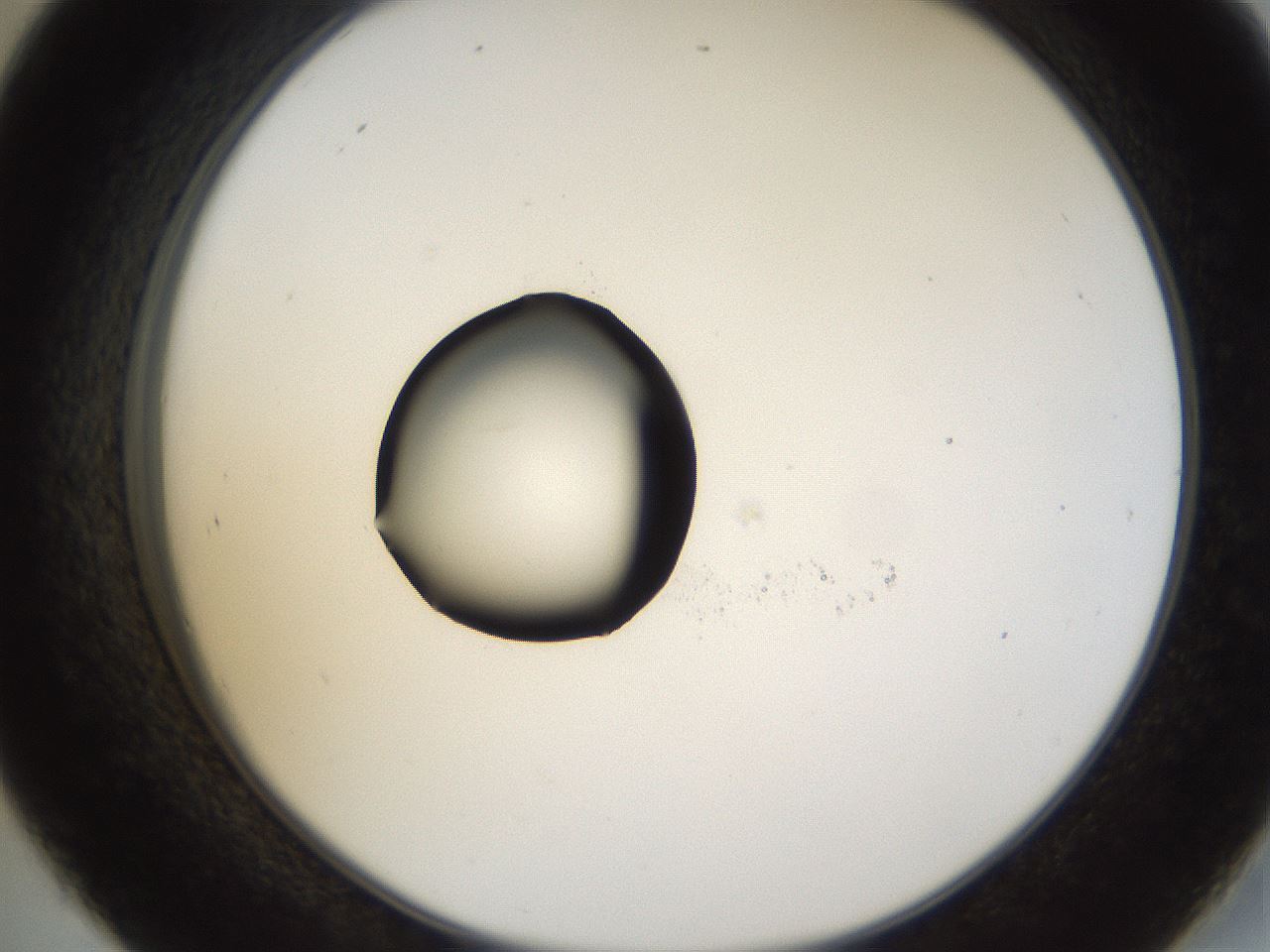 folderID38_plateID1038_batchID2105_wellNum45_profileID1_d2_r46433_ef.jpg