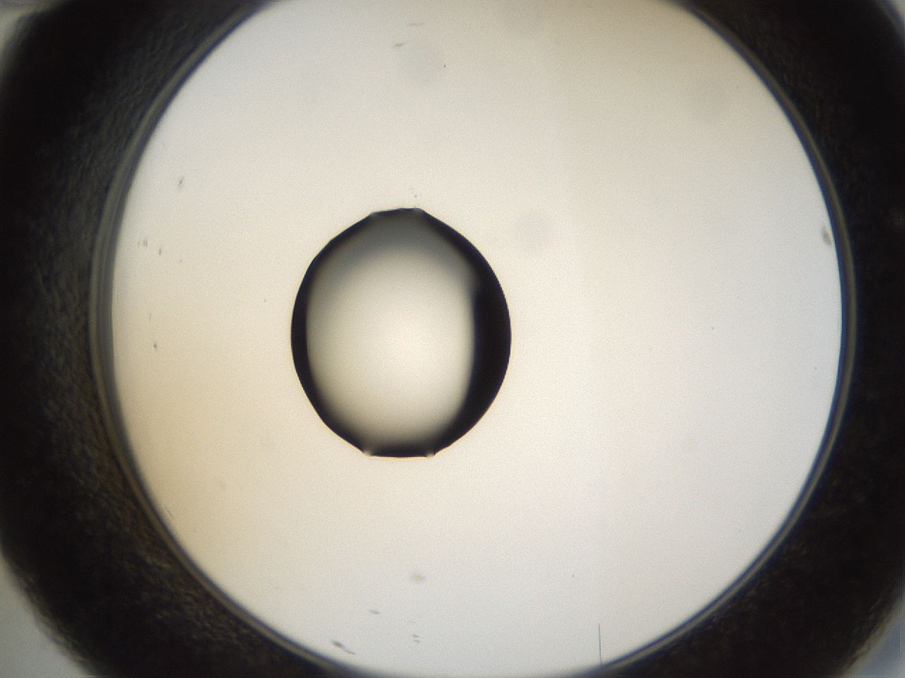 folderID38_plateID1038_batchID2105_wellNum46_profileID1_d2_r46435_ef.jpg