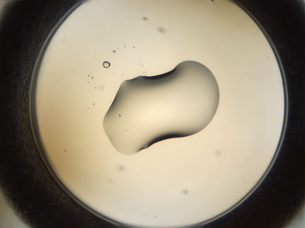 folderID38_plateID1038_batchID2105_wellNum47_profileID1_d2_r46437_ef.jpg