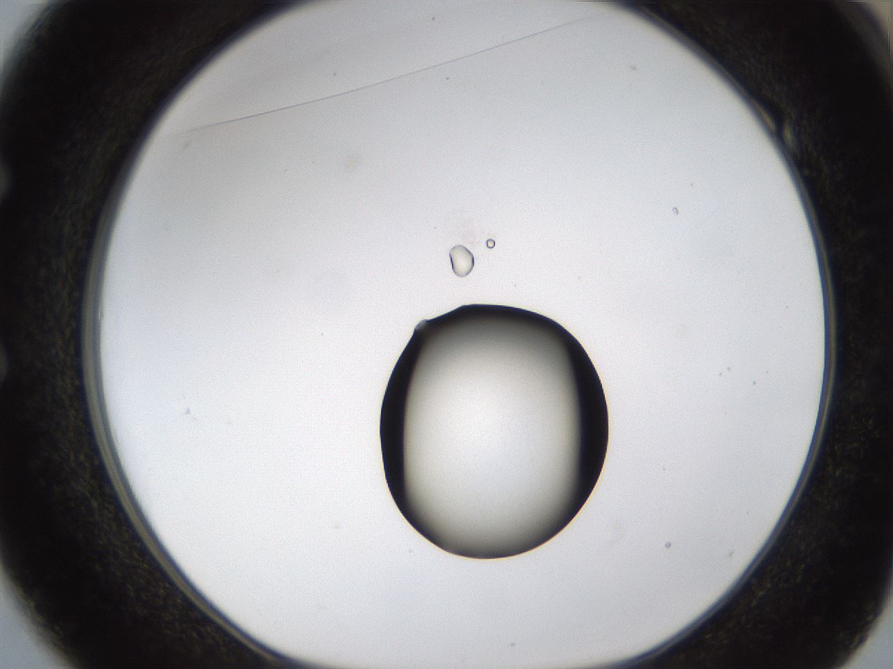 folderID38_plateID1038_batchID2105_wellNum49_profileID1_d1_r46440_ef.jpg