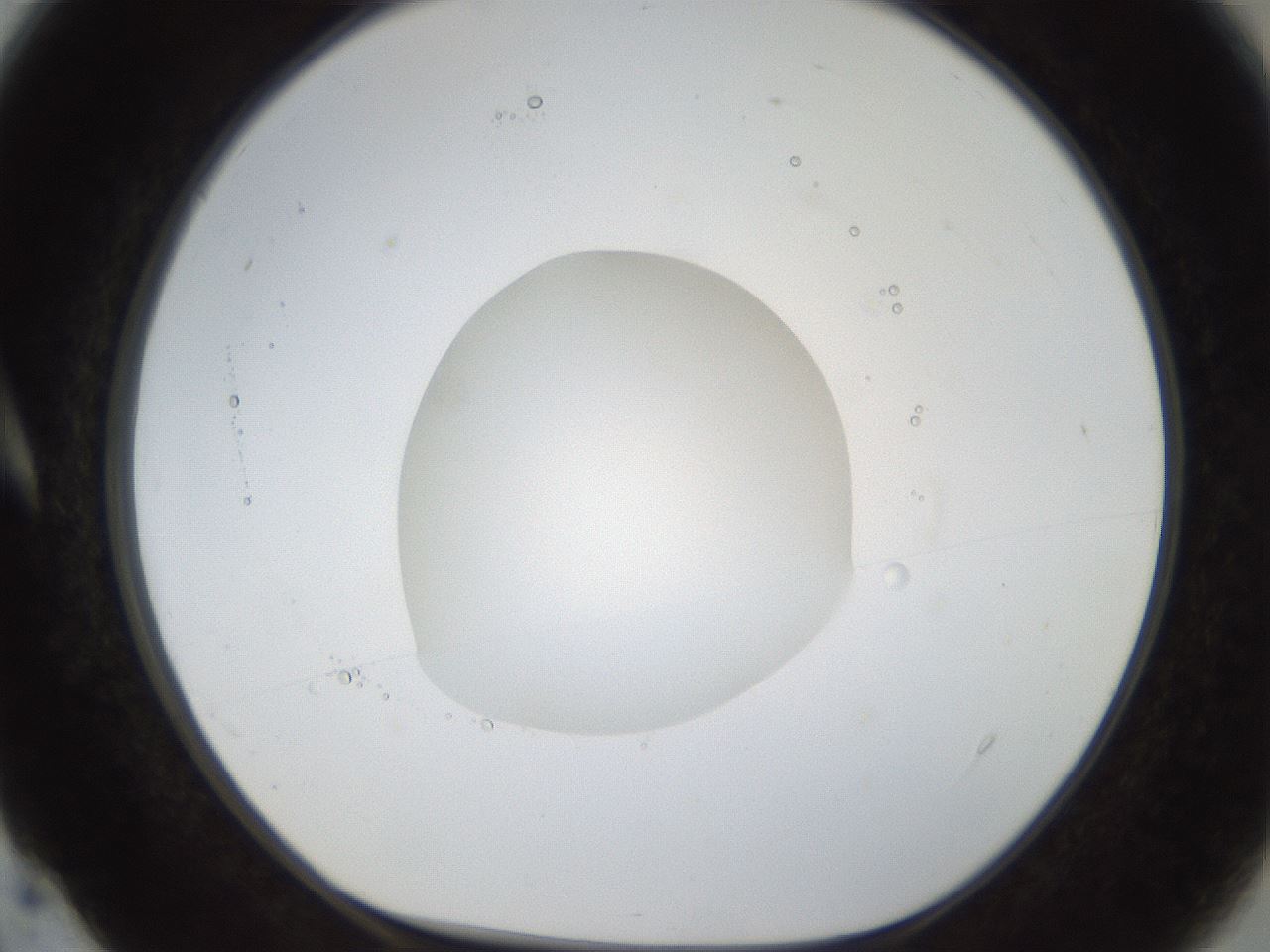 folderID38_plateID1038_batchID2105_wellNum4_profileID1_d1_r46350_ef.jpg