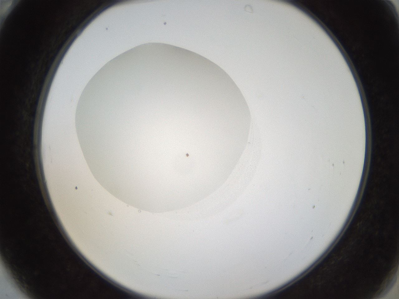 folderID38_plateID1038_batchID2105_wellNum4_profileID1_d2_r46351_ef.jpg