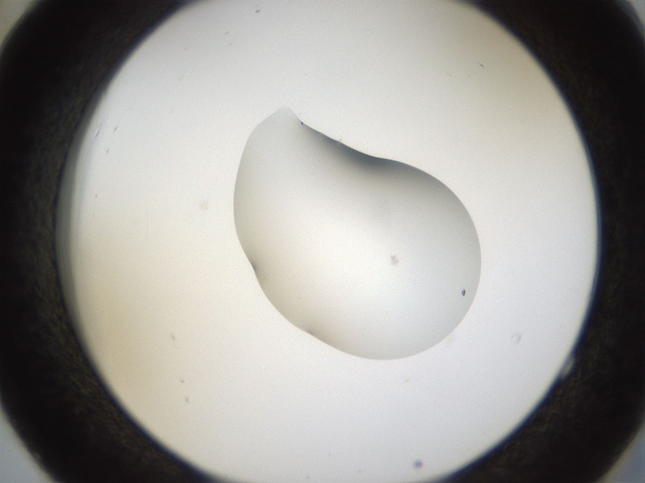 folderID38_plateID1038_batchID2105_wellNum52_profileID1_d2_r46447_ef.jpg