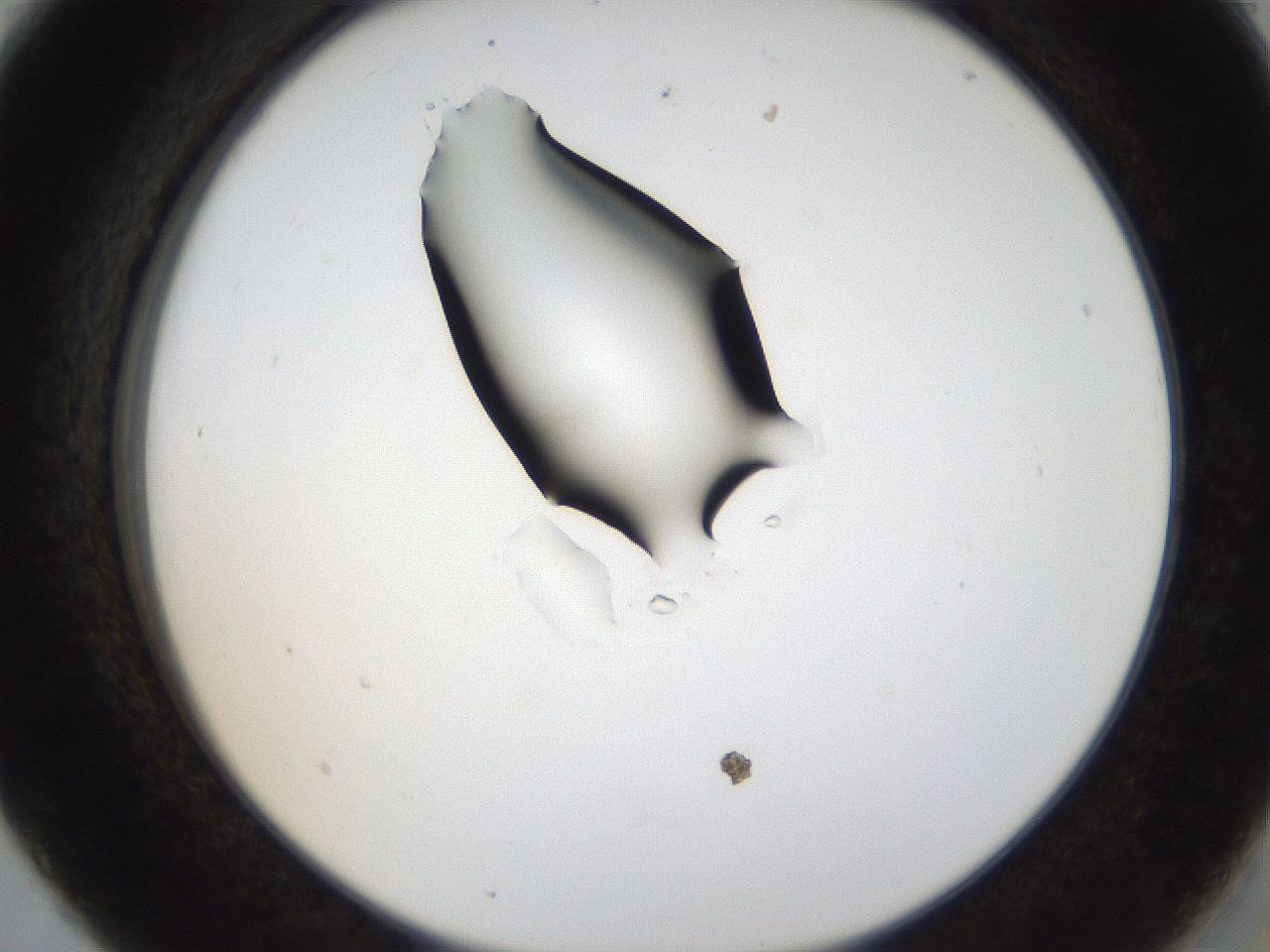 folderID38_plateID1038_batchID2105_wellNum5_profileID1_d2_r46353_ef.jpg