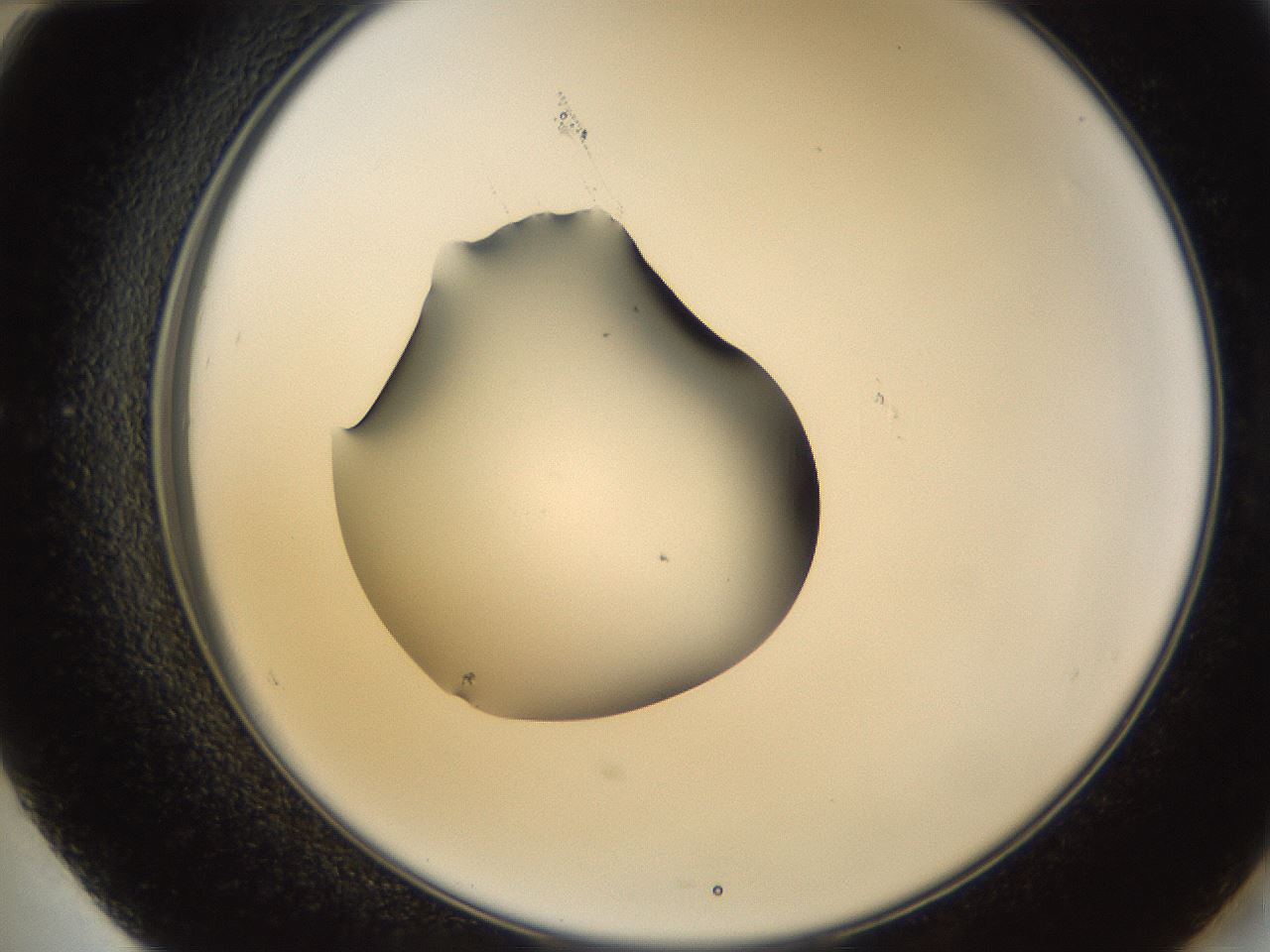 folderID38_plateID1038_batchID2105_wellNum60_profileID1_d2_r46463_ef.jpg