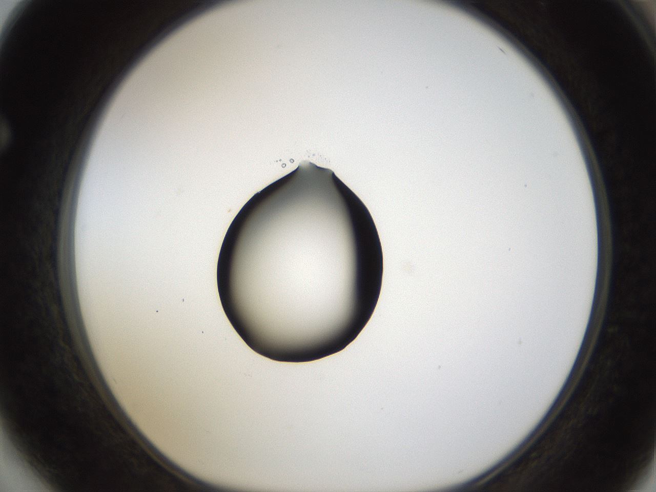 folderID38_plateID1038_batchID2105_wellNum64_profileID1_d1_r46470_ef.jpg