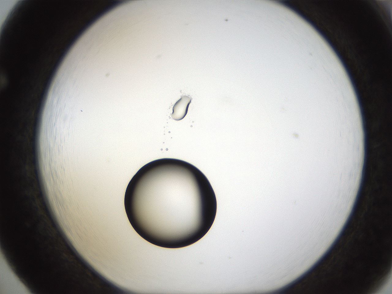 folderID38_plateID1038_batchID2105_wellNum65_profileID1_d1_r46472_ef.jpg