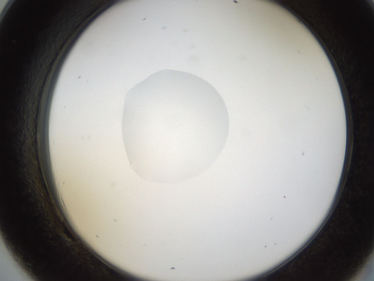 folderID38_plateID1038_batchID2105_wellNum69_profileID1_d2_r46481_ef.jpg