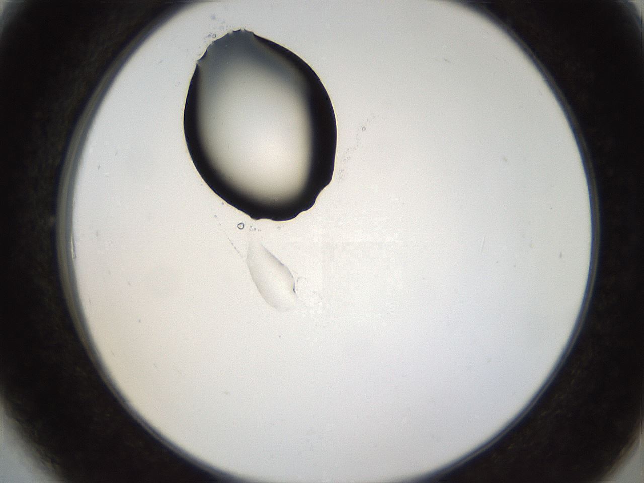 folderID38_plateID1038_batchID2105_wellNum6_profileID1_d2_r46355_ef.jpg