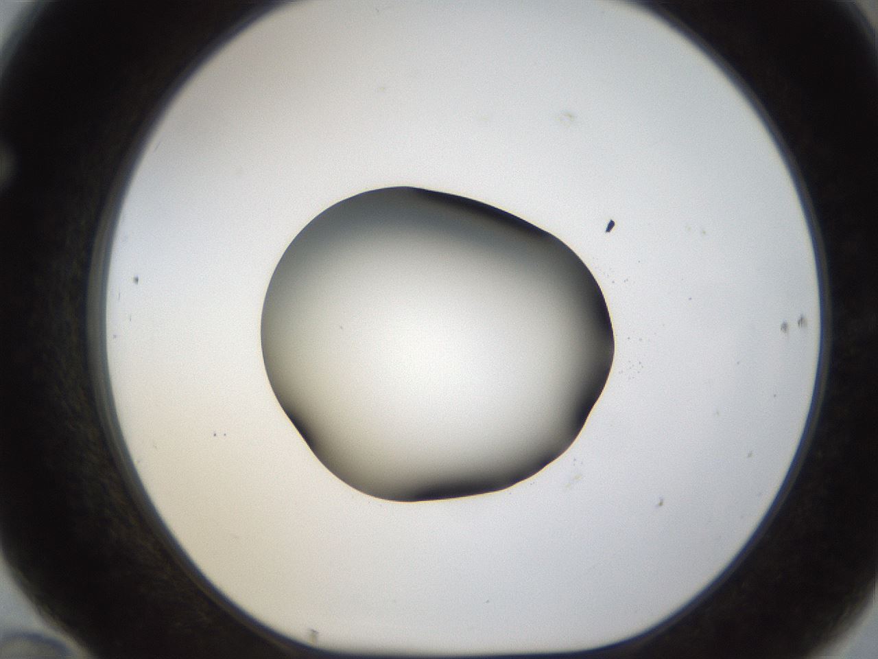 folderID38_plateID1038_batchID2105_wellNum70_profileID1_d1_r46482_ef.jpg