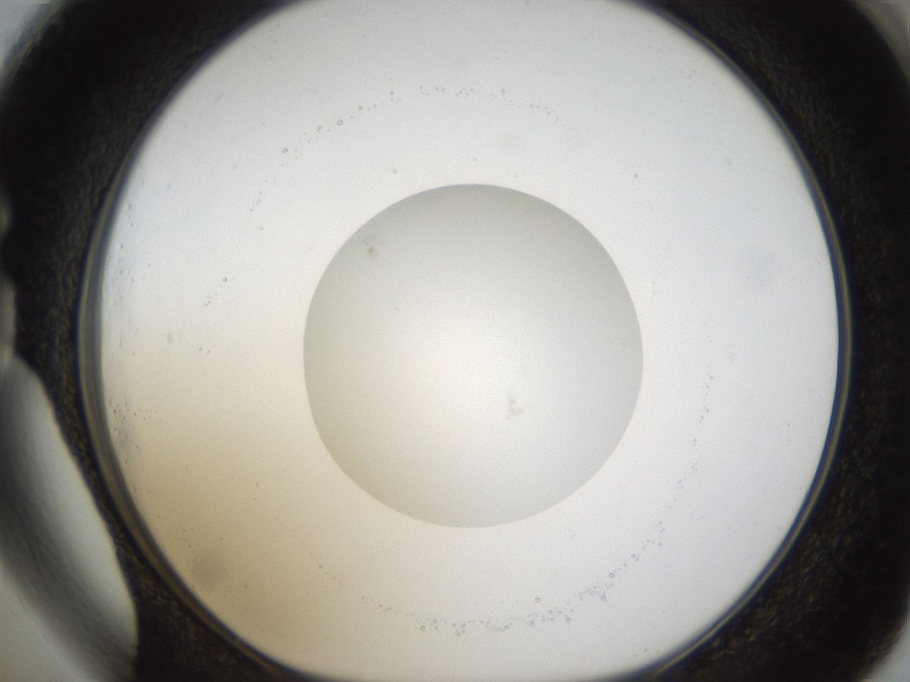 folderID38_plateID1038_batchID2105_wellNum73_profileID1_d1_r46488_ef.jpg