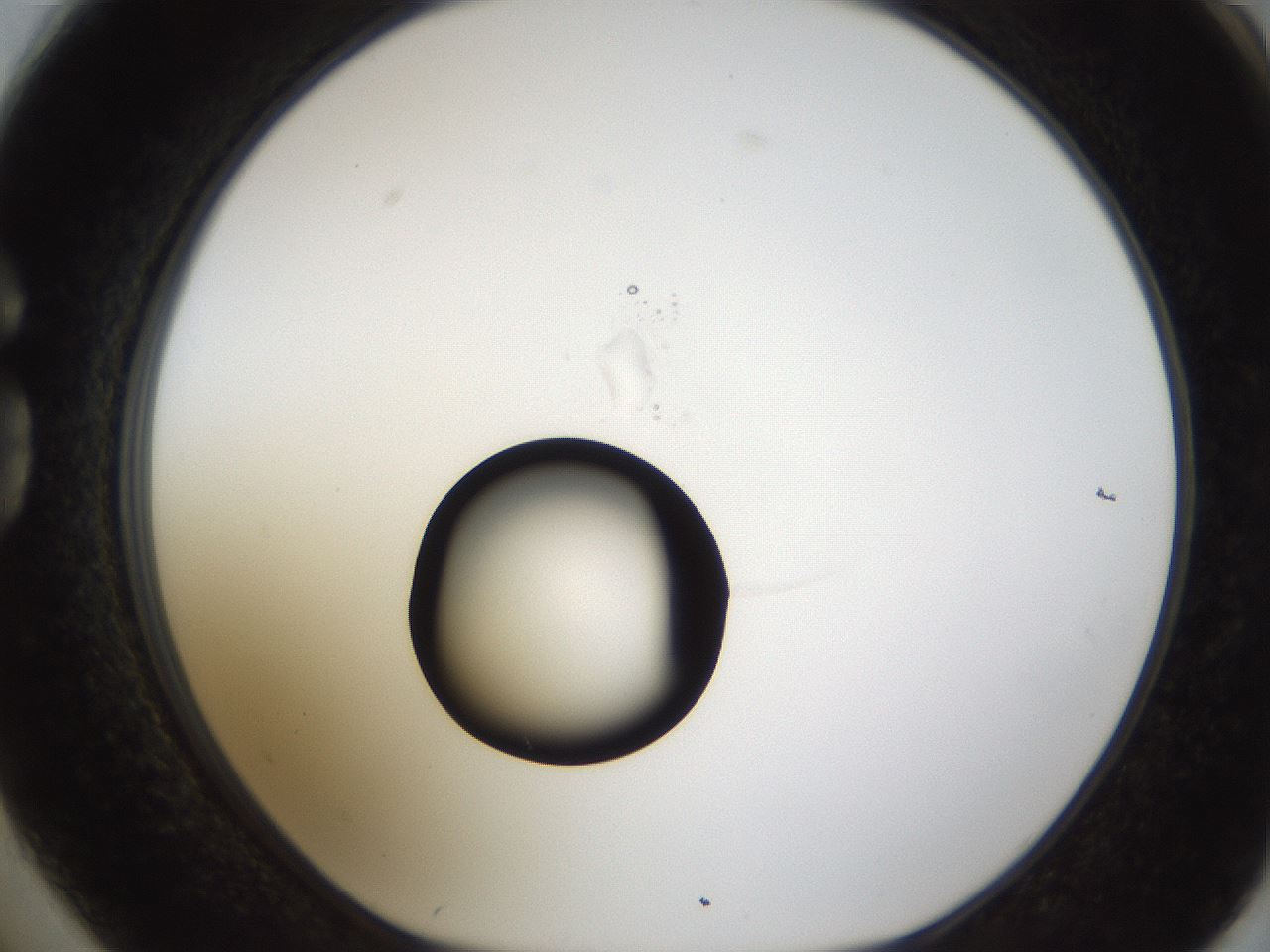 folderID38_plateID1038_batchID2105_wellNum74_profileID1_d1_r46490_ef.jpg