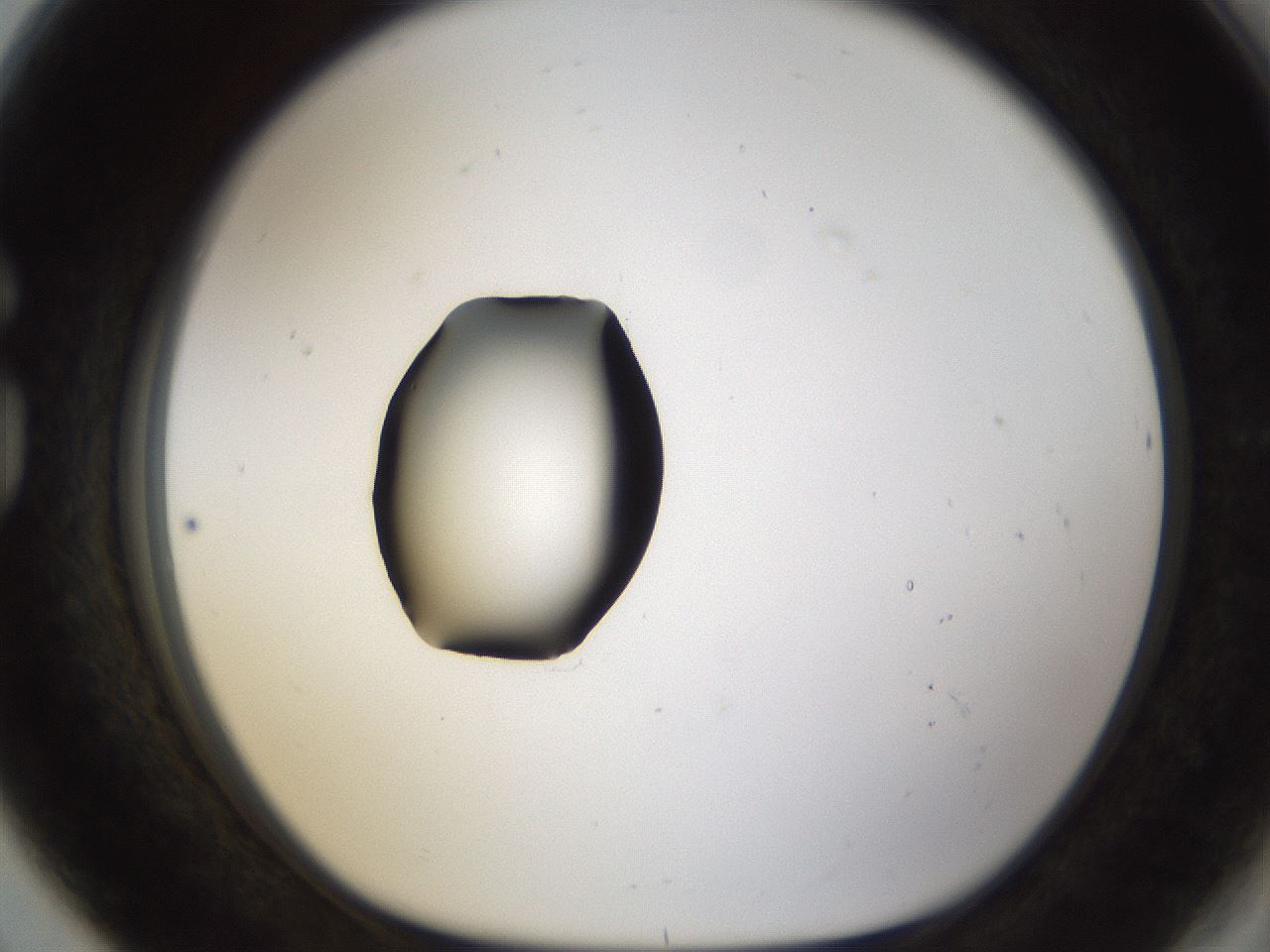 folderID38_plateID1038_batchID2105_wellNum80_profileID1_d1_r46502_ef.jpg