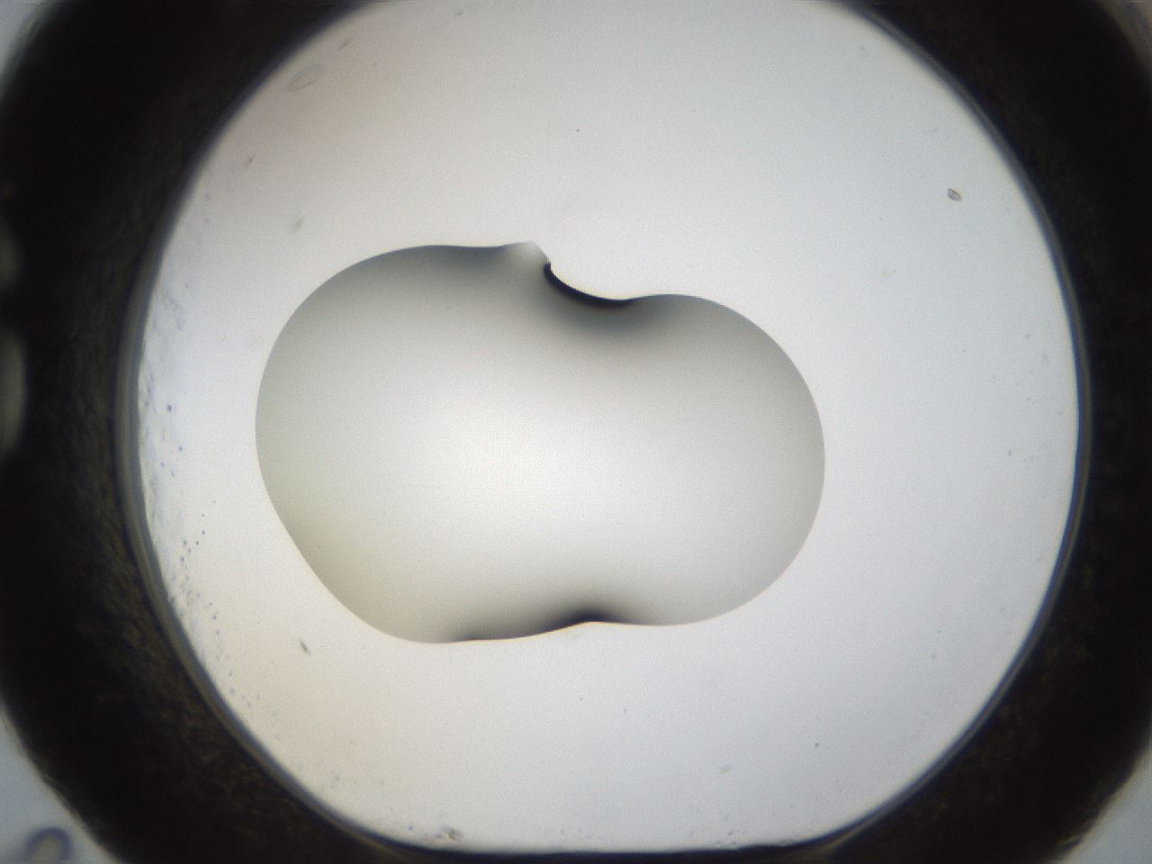 folderID38_plateID1038_batchID2105_wellNum83_profileID1_d1_r46508_ef.jpg
