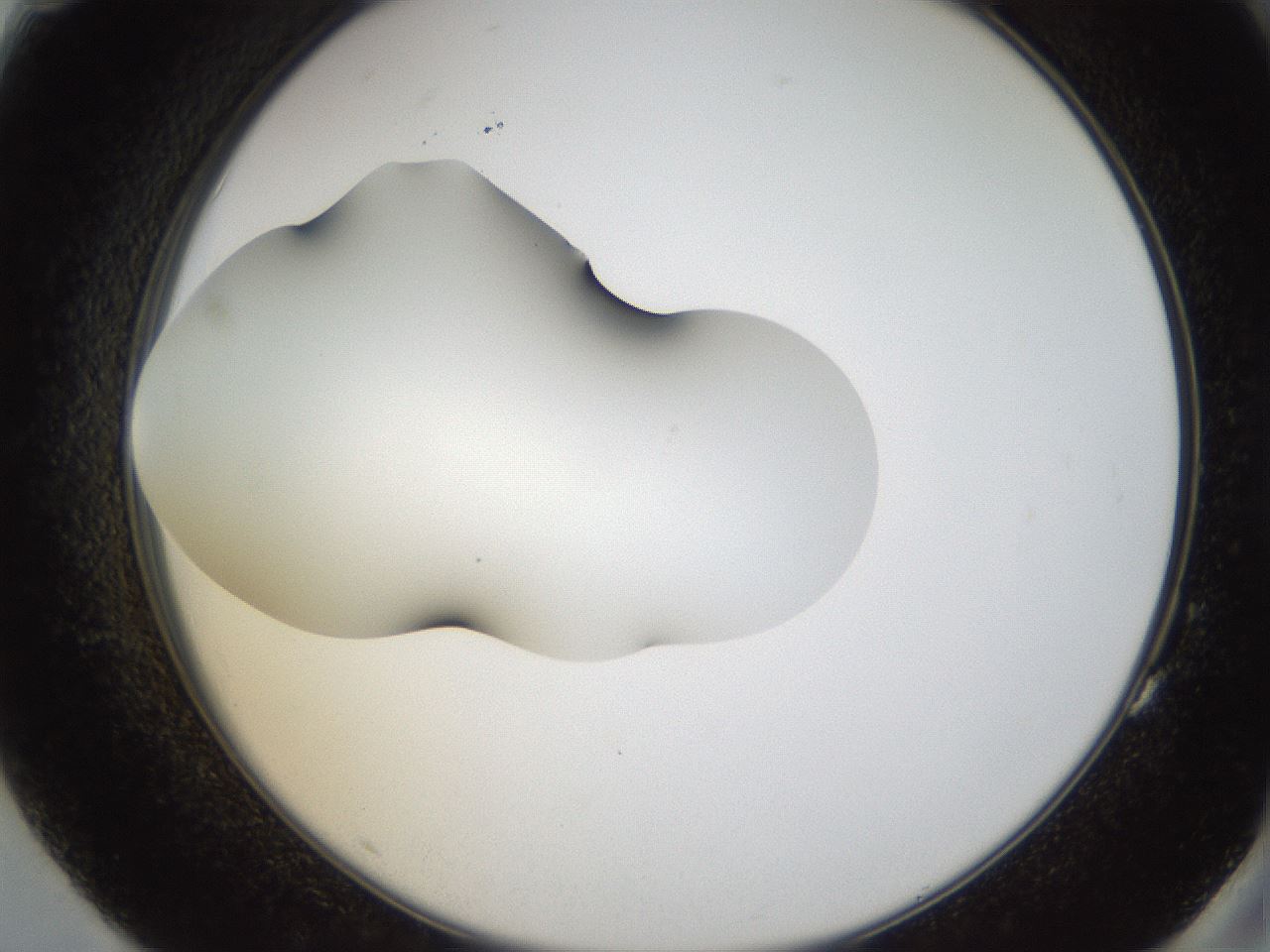 folderID38_plateID1038_batchID2105_wellNum83_profileID1_d2_r46509_ef.jpg