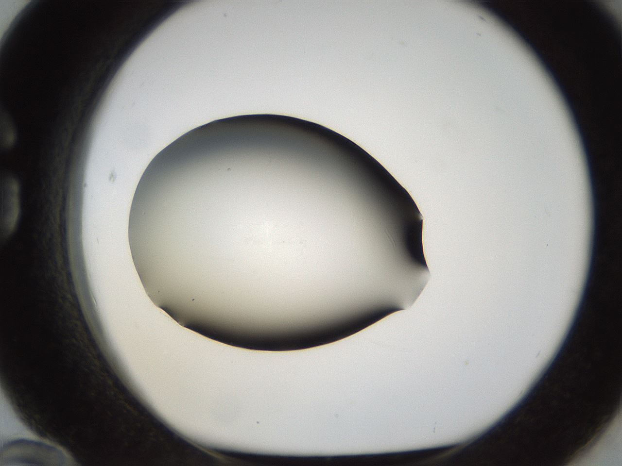folderID38_plateID1038_batchID2105_wellNum84_profileID1_d1_r46510_ef.jpg