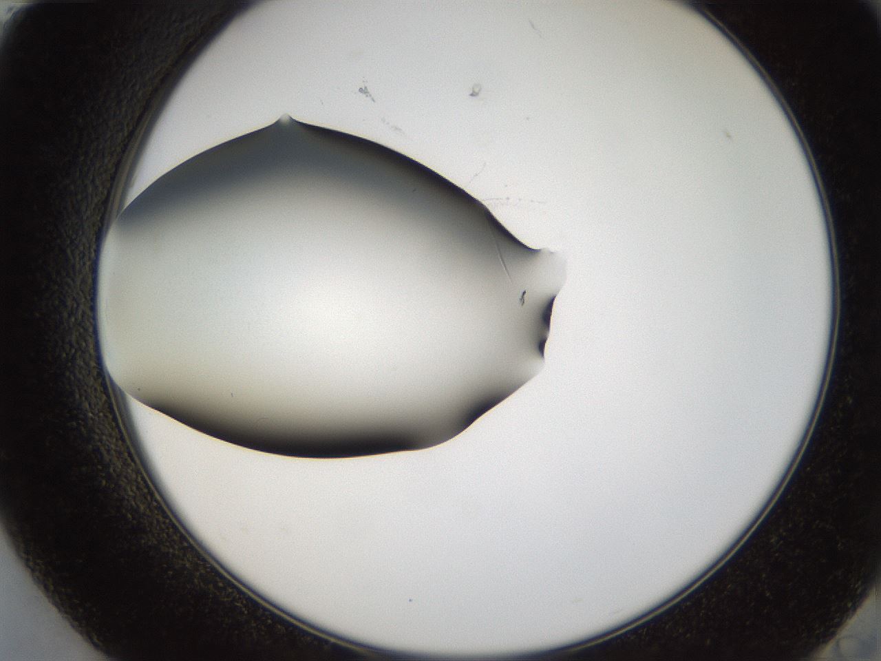 folderID38_plateID1038_batchID2105_wellNum84_profileID1_d2_r46511_ef.jpg