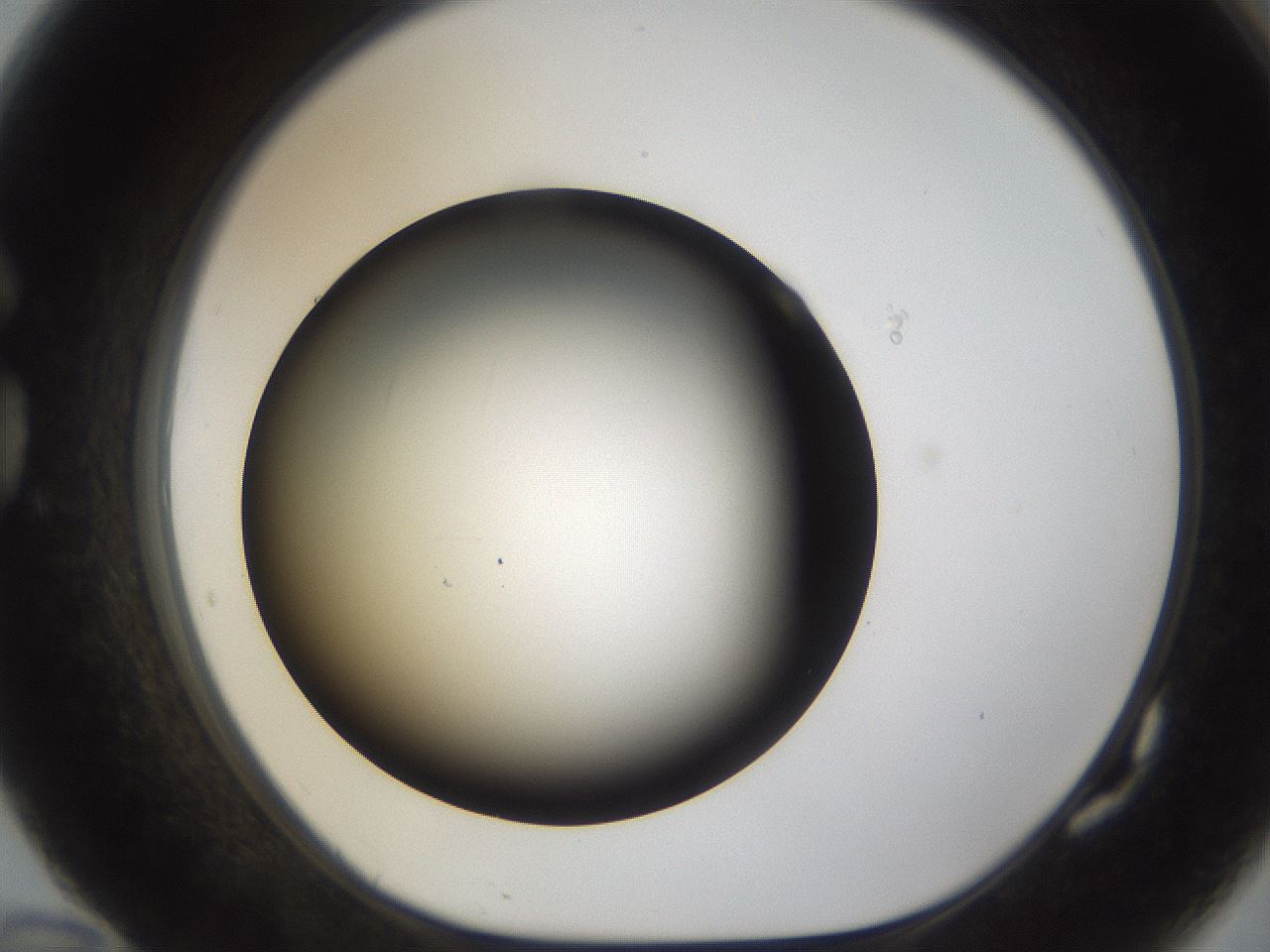 folderID38_plateID1038_batchID2105_wellNum82_profileID1_d1_r46506_ef.jpg