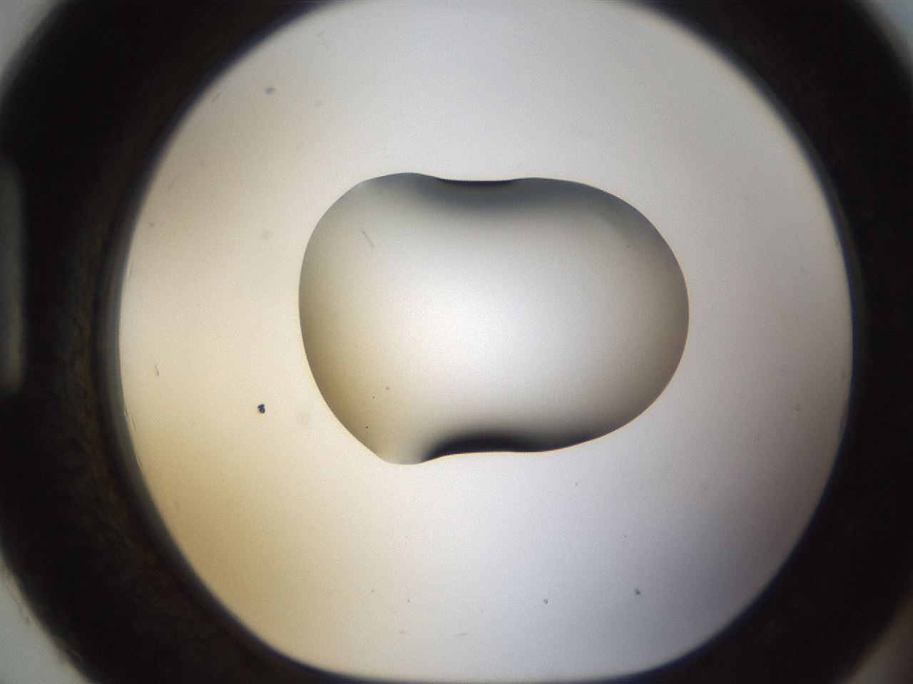 folderID38_plateID1038_batchID2105_wellNum93_profileID1_d1_r46528_ef.jpg