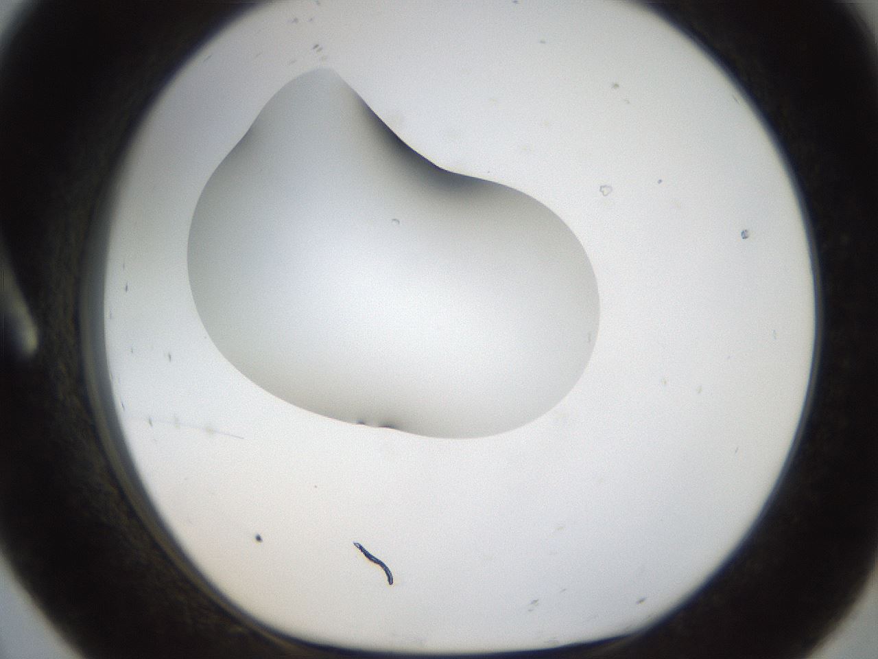 folderID38_plateID1038_batchID2105_wellNum8_profileID1_d1_r46358_ef.jpg