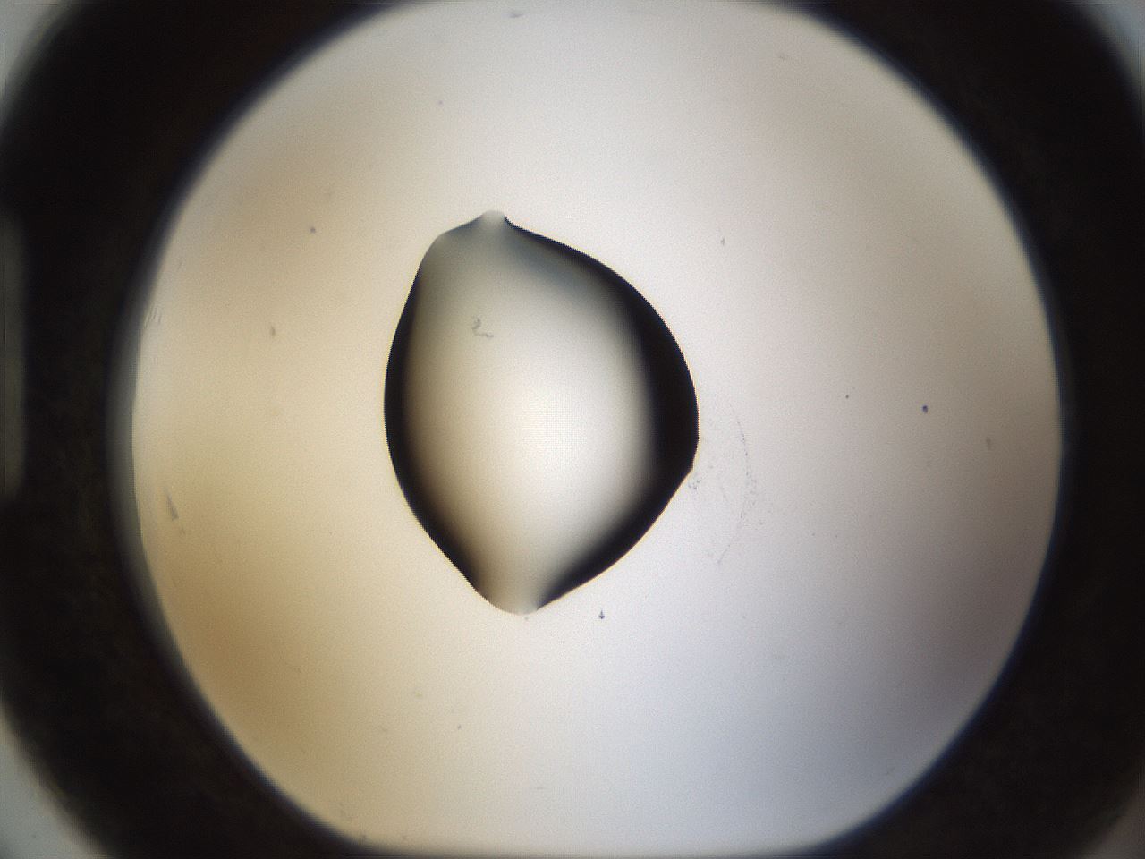 folderID38_plateID1038_batchID2105_wellNum91_profileID1_d1_r46524_ef.jpg