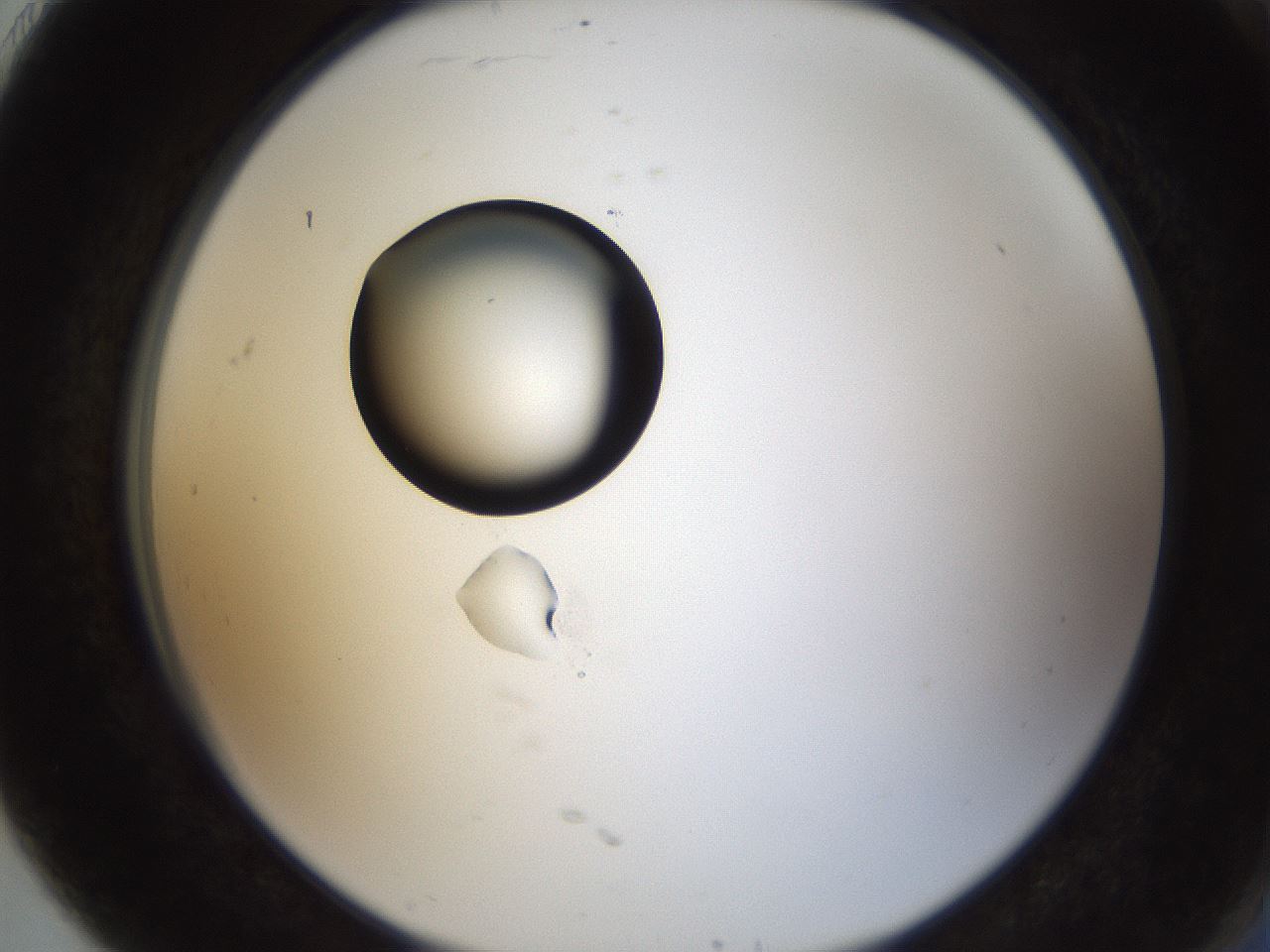 folderID38_plateID1038_batchID2105_wellNum91_profileID1_d2_r46525_ef.jpg
