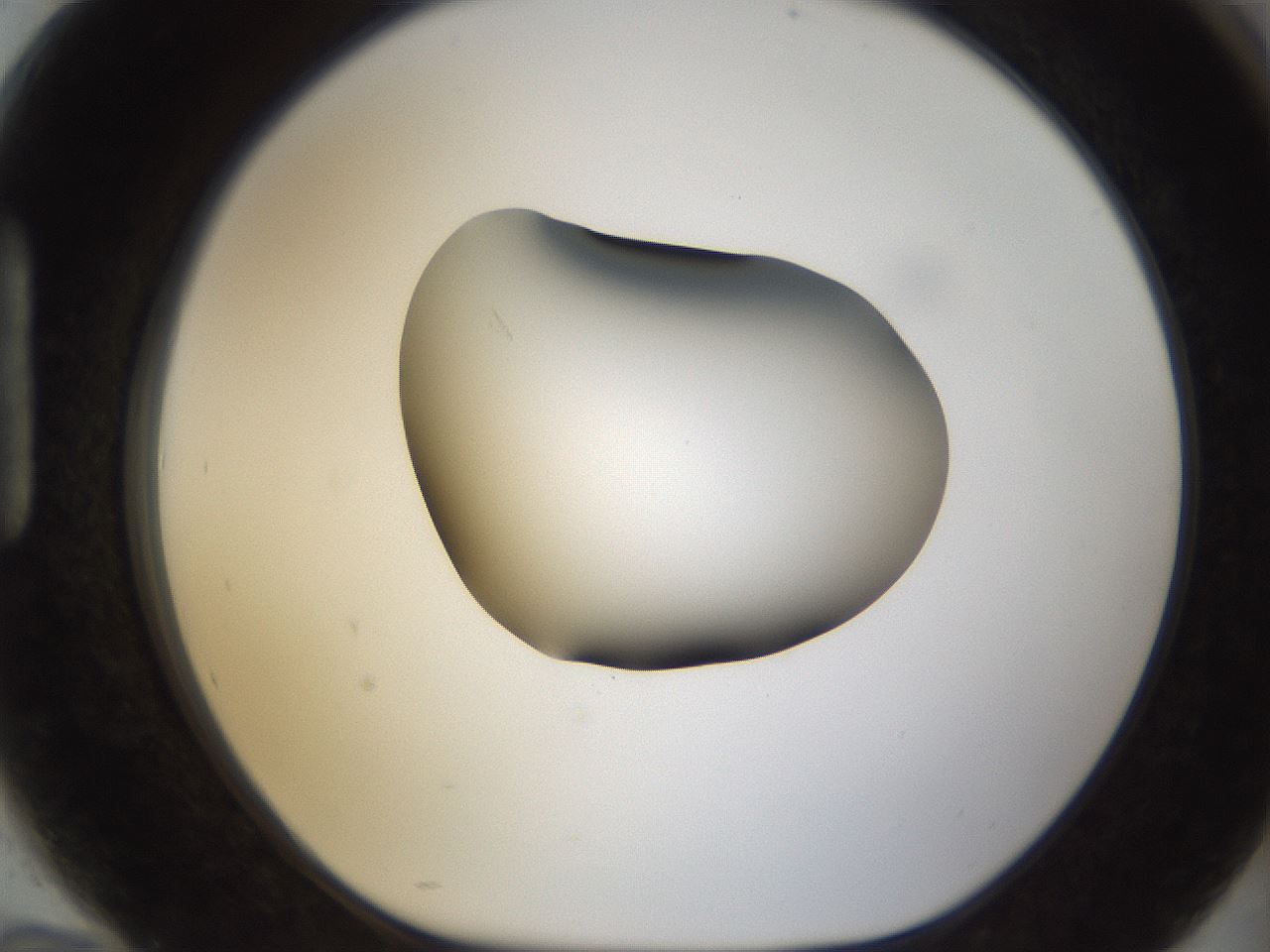 folderID38_plateID1038_batchID2105_wellNum94_profileID1_d1_r46530_ef.jpg