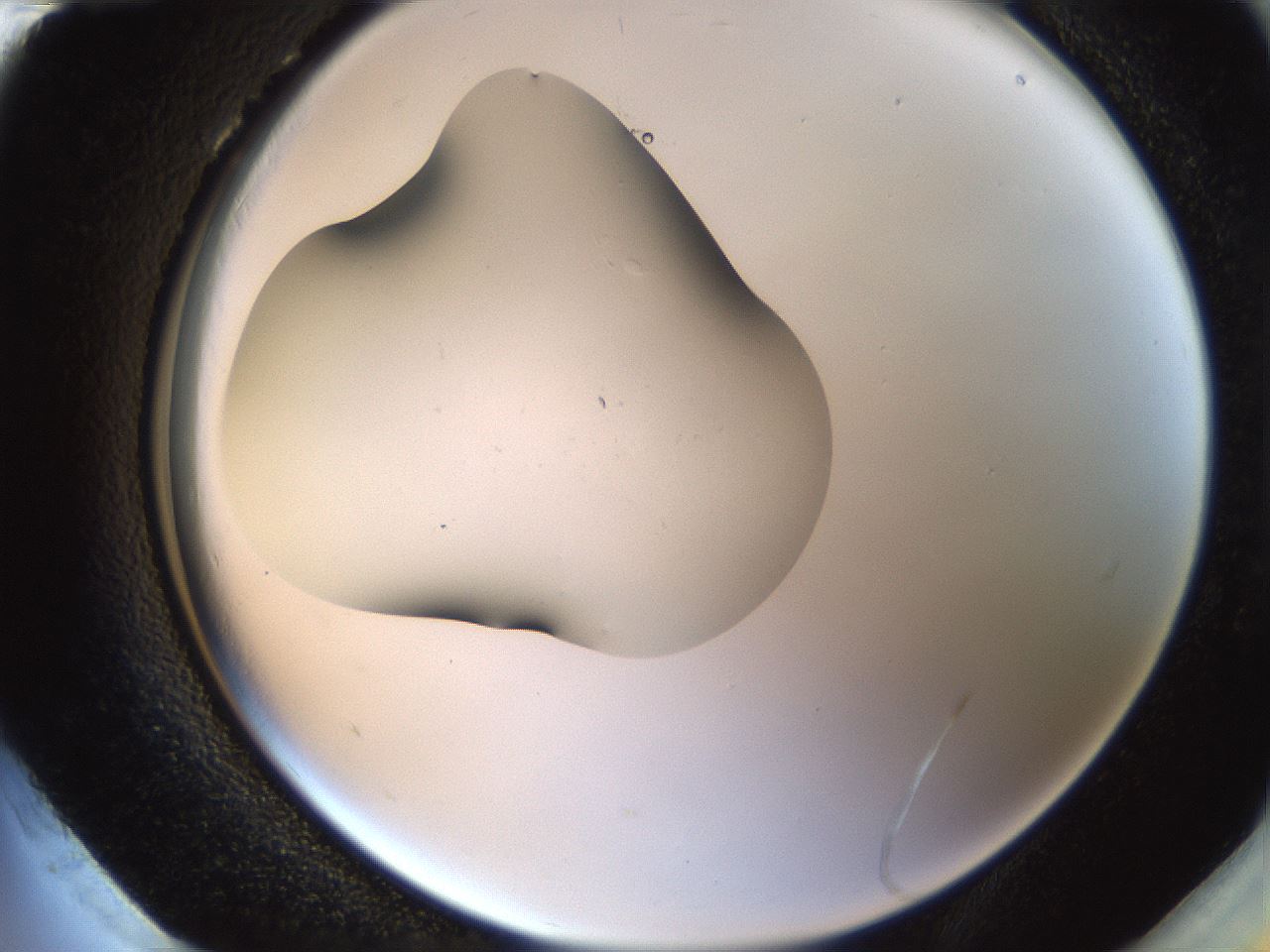 folderID38_plateID1038_batchID2105_wellNum96_profileID1_d2_r46535_ef.jpg