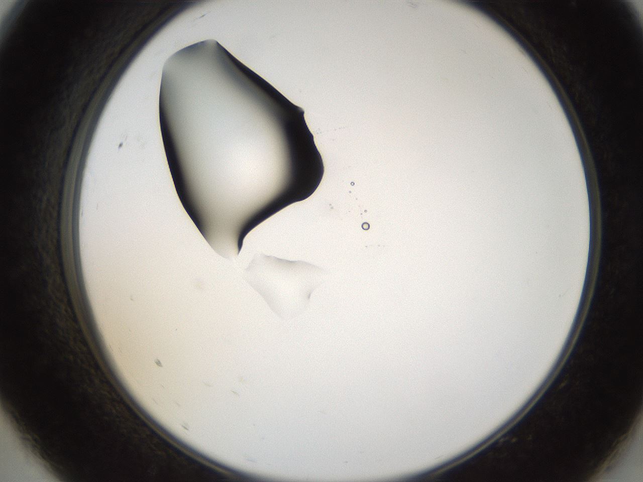 folderID38_plateID1038_batchID2105_wellNum9_profileID1_d2_r46361_ef.jpg