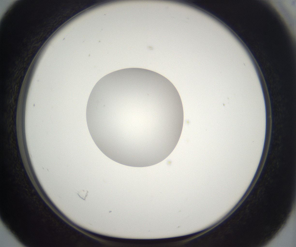 folderID391_plateID2391_batchID11274_wellNum16_profileID1_d1_r177010_ef.jpg