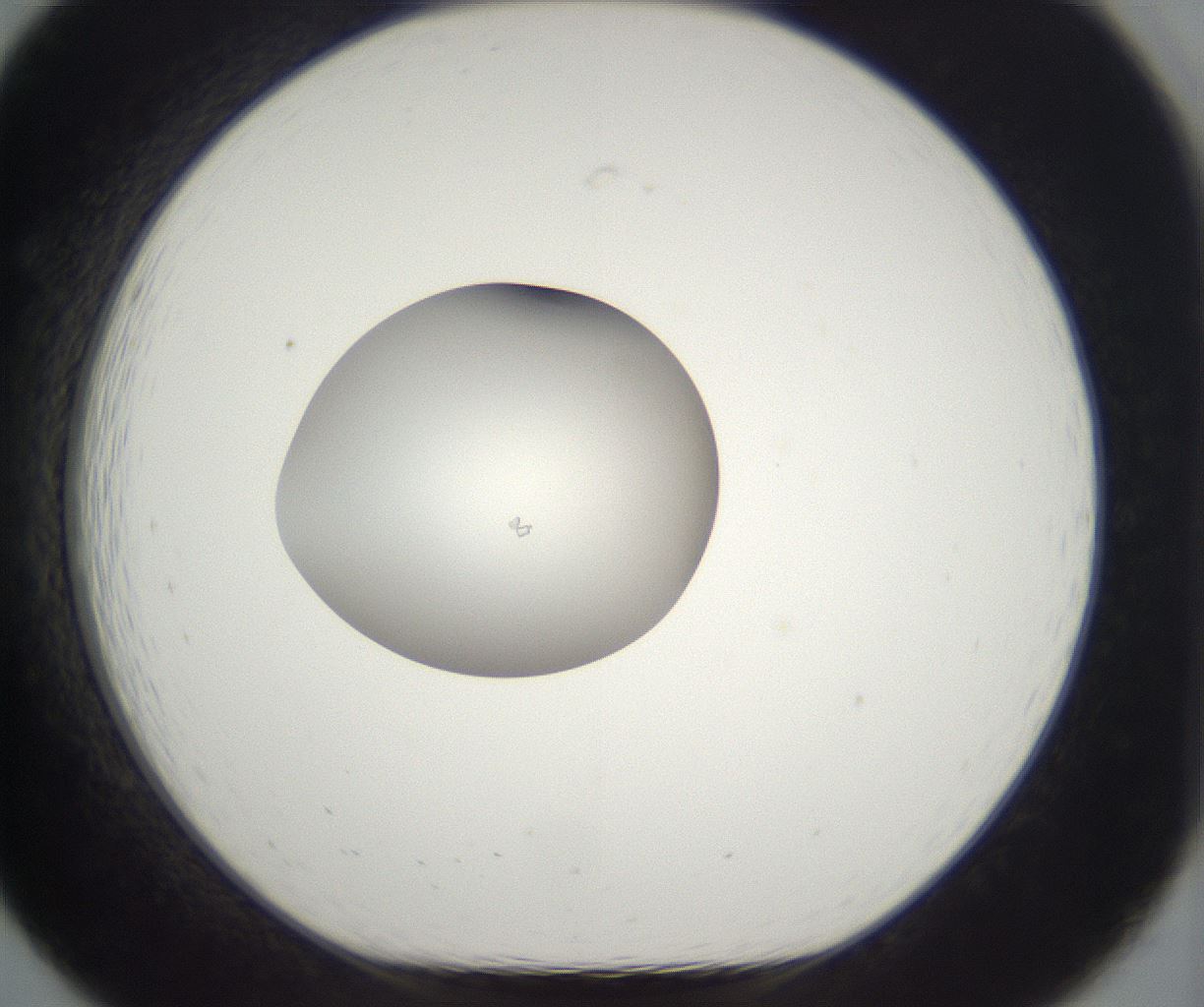 folderID391_plateID2391_batchID11274_wellNum19_profileID1_d1_r177013_ef.jpg