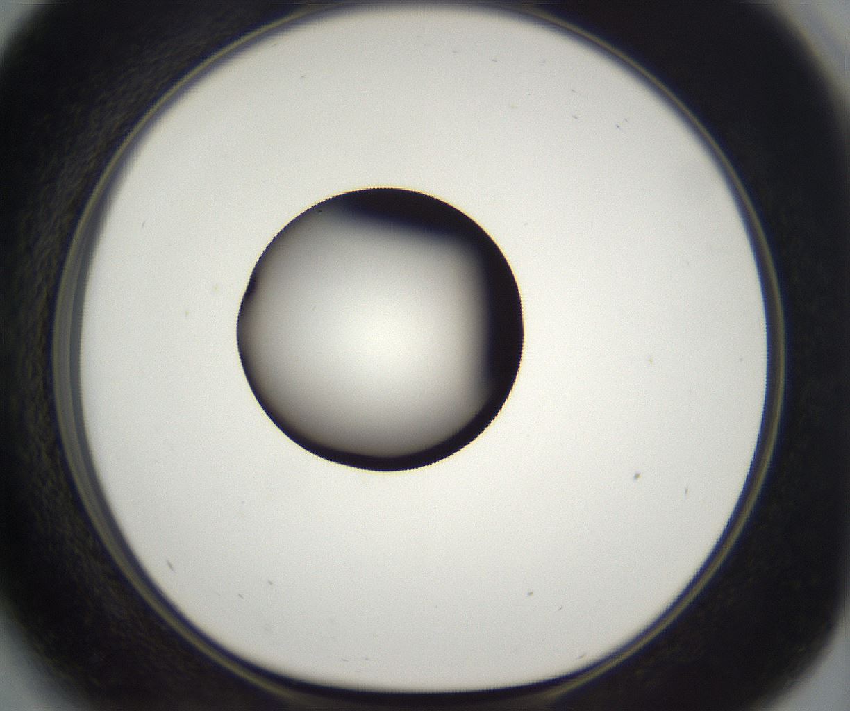 folderID391_plateID2391_batchID11274_wellNum41_profileID1_d1_r177035_ef.jpg