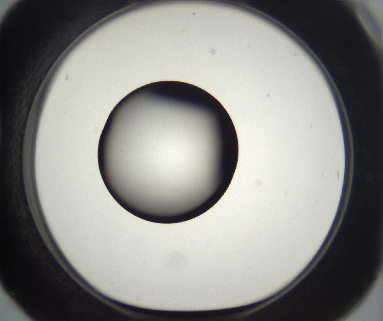 folderID391_plateID2391_batchID11274_wellNum42_profileID1_d1_r177036_ef.jpg