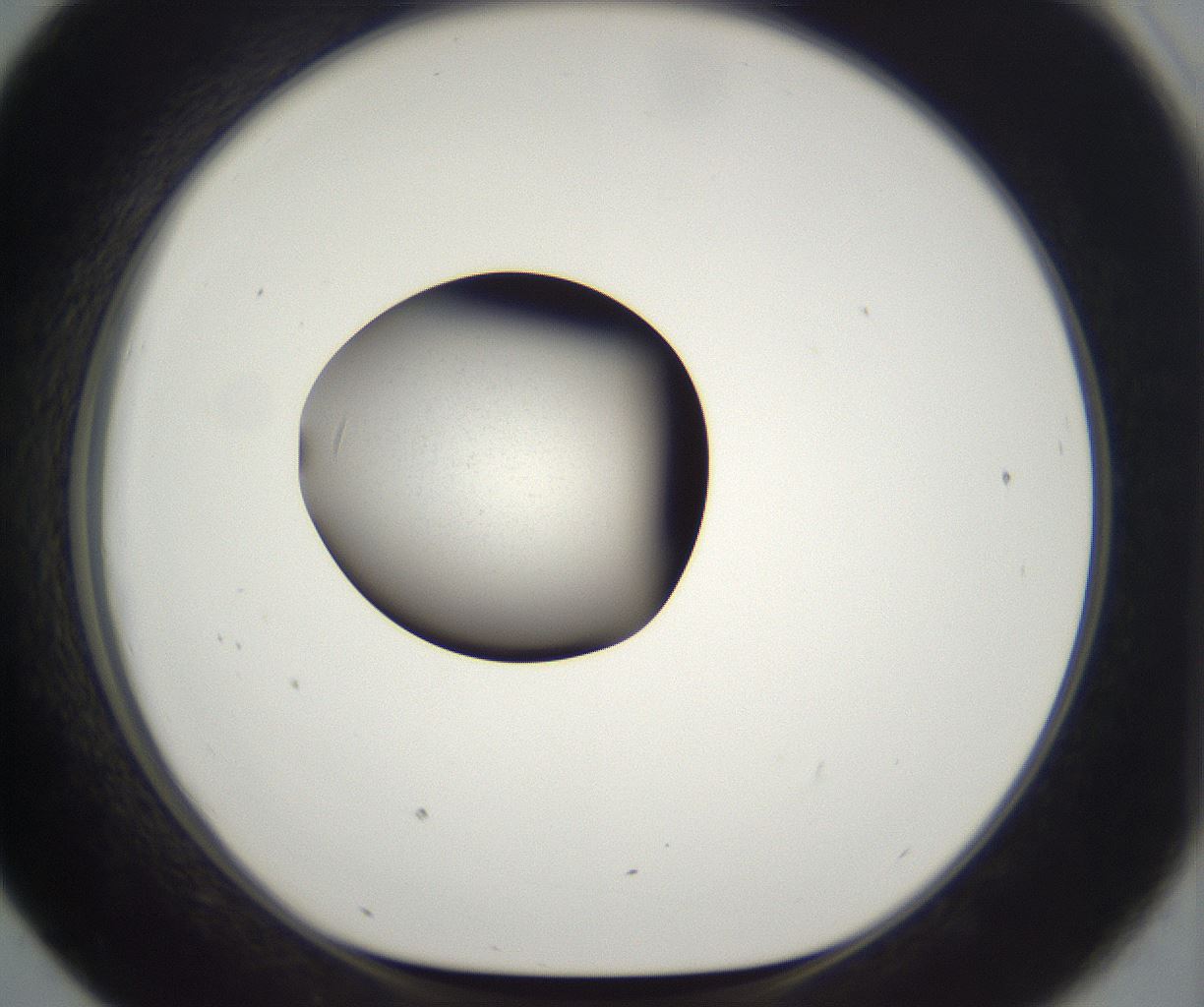 folderID391_plateID2391_batchID11274_wellNum43_profileID1_d1_r177037_ef.jpg